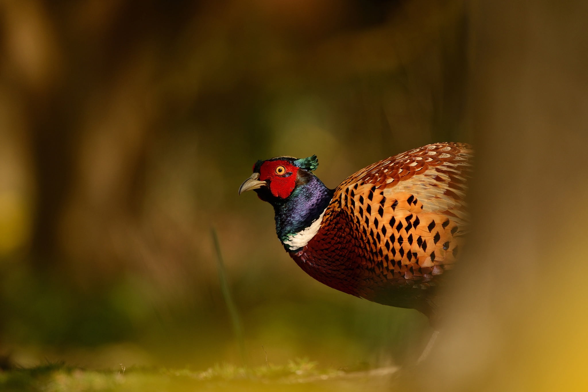 bird, blurred, background, pheasant, wildlife, 1080P, bright plumage, HD Wallpaper