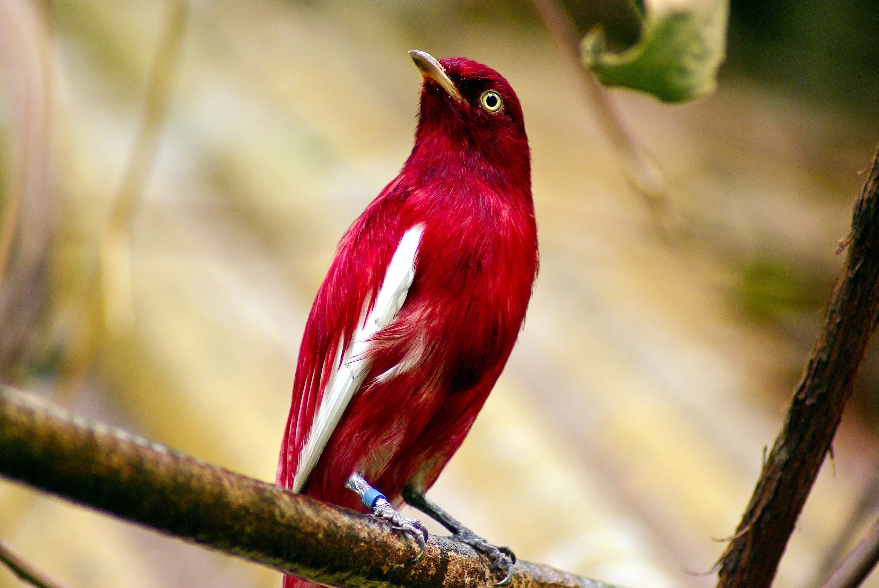 madison, animal, exotic, zoo, red, pompadour cotinga, perching, branch, cotinga, animal body part, plumage, pompadour, full length, wisconsin, one animal, HD Wallpaper