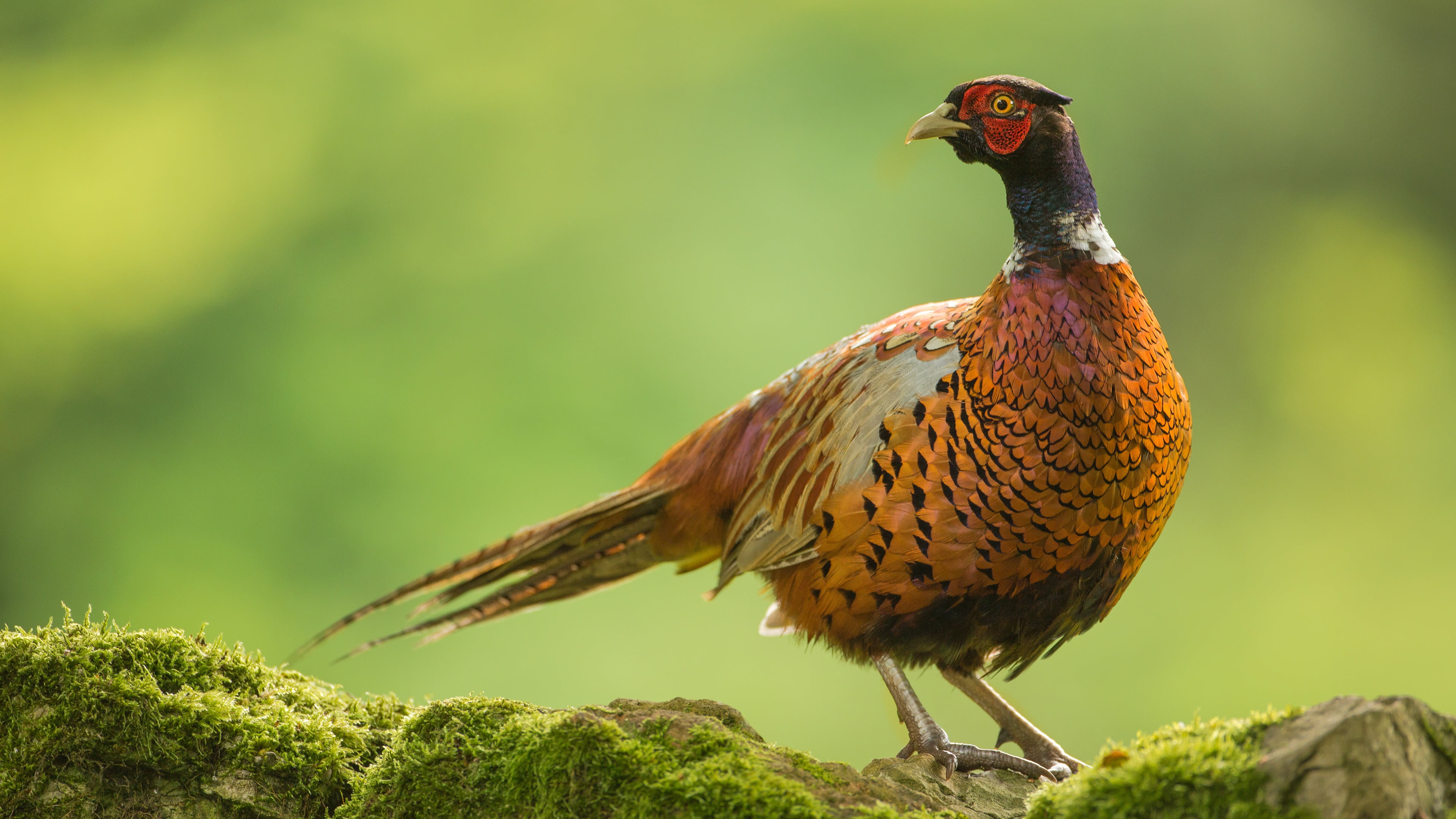 bird, stones, bright plumage, moss, green, 4K, pheasant, background, HD Wallpaper