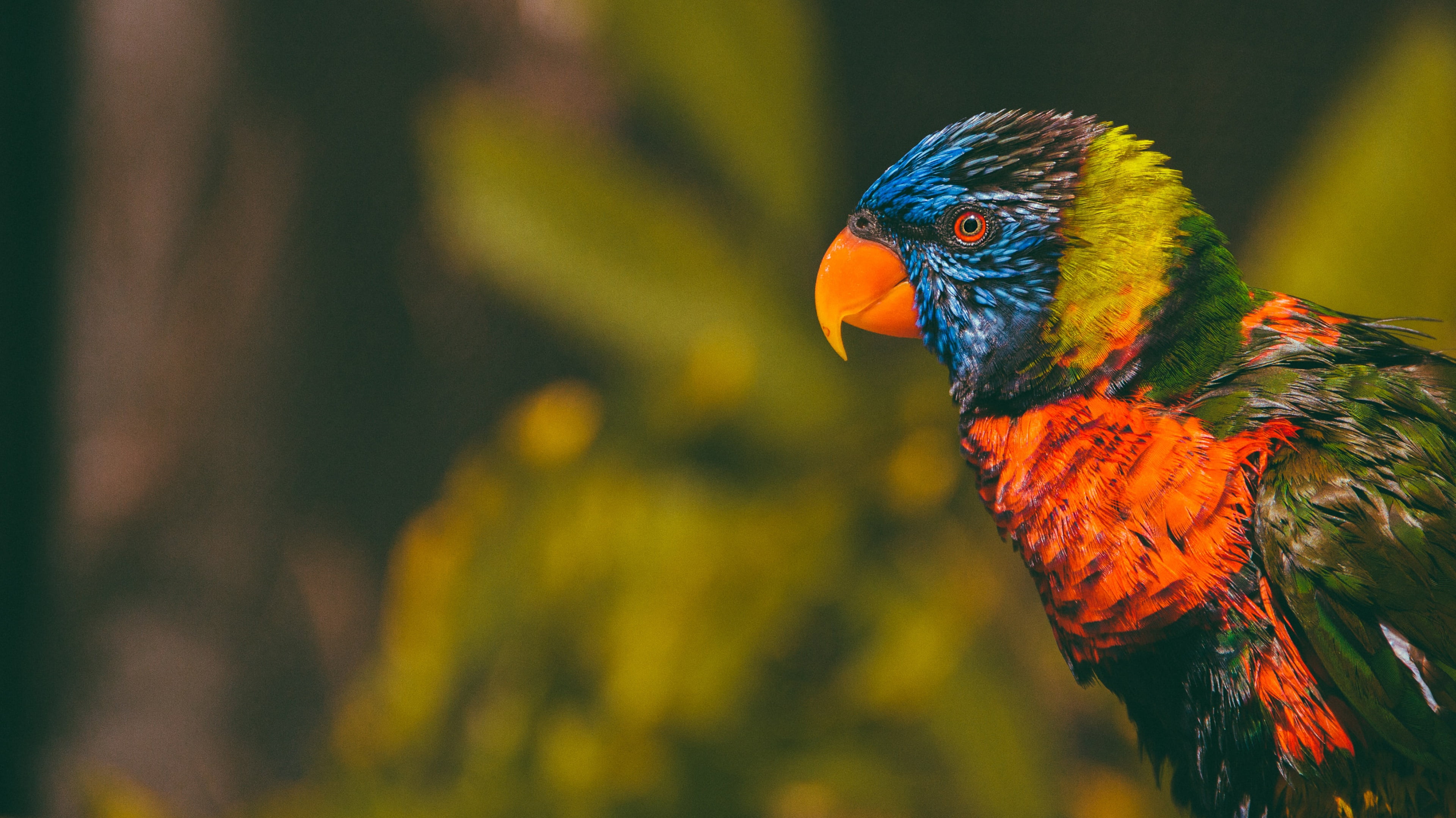 4K, rainbow lorikeet, bright plumage, the dark background, Lori, parrot, bird, bokeh, colorful, look, HD Wallpaper