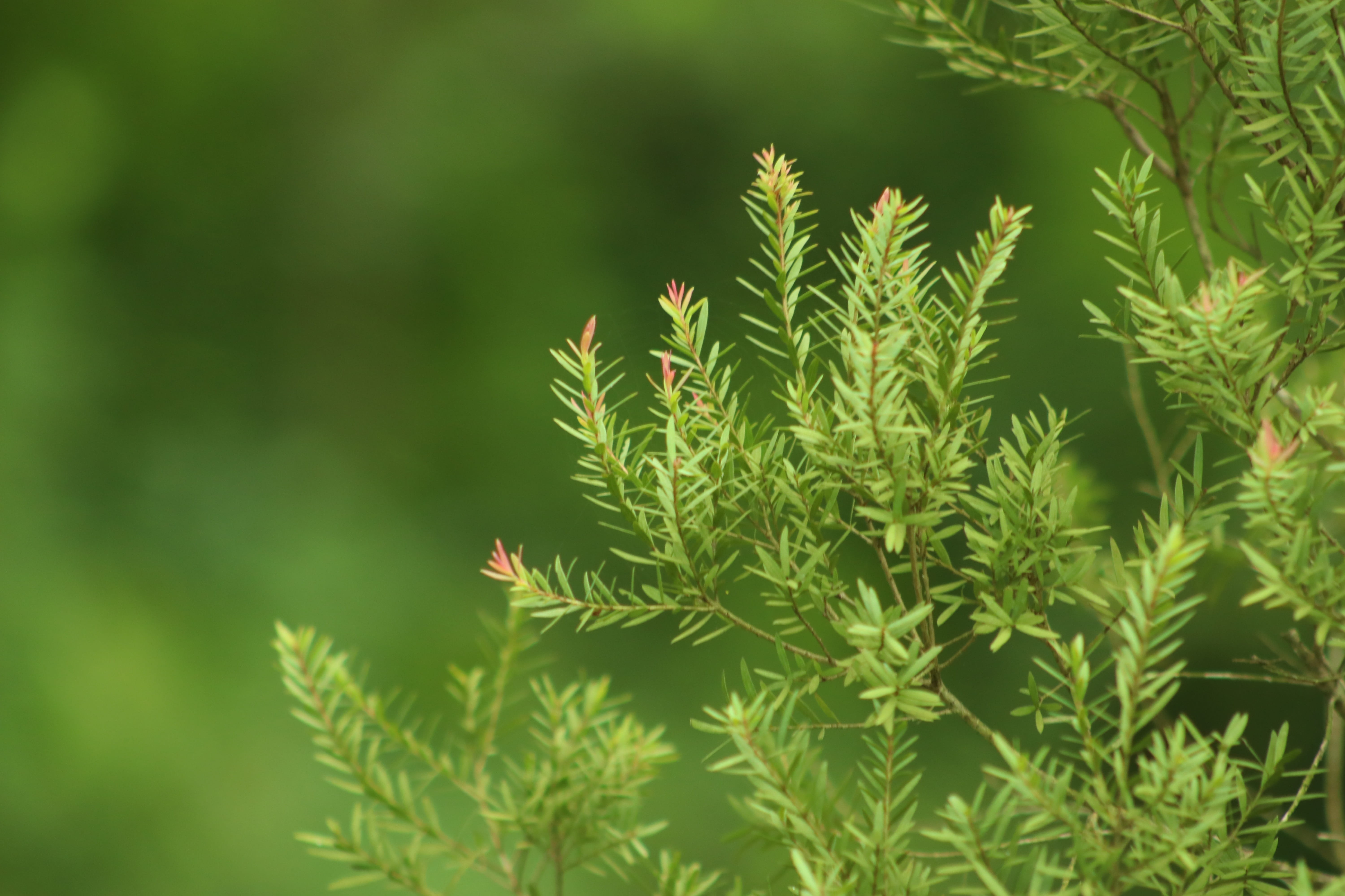 clouds, tree, paper, bloom, landscape, 5K, plant part, no people, sky, ara, summer, plant, plumage, color, animals in the wild, green, blue, stationery, HD Wallpaper