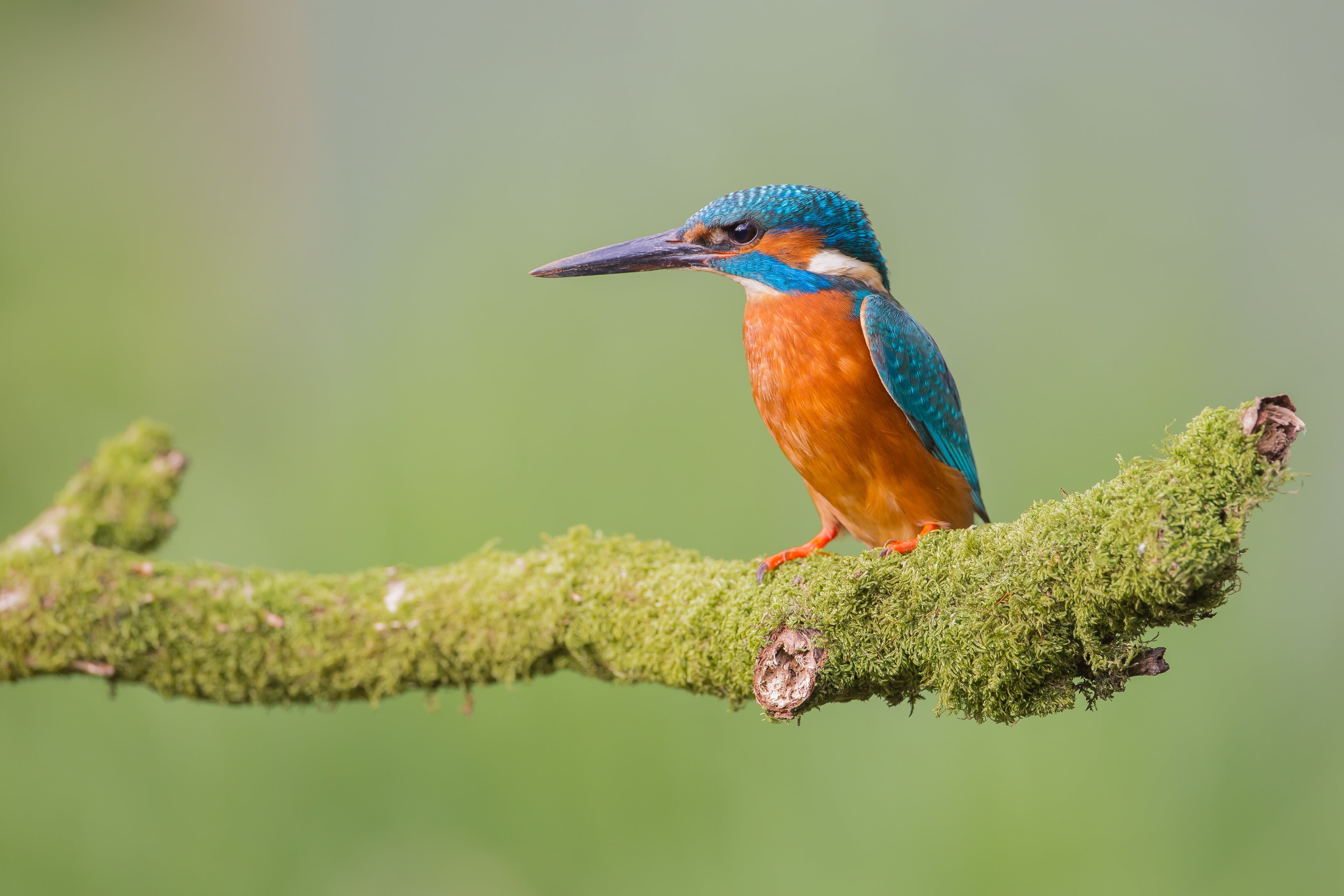 4K, bright plumage, bird, background, green, Kingfisher, branch, moss, HD Wallpaper