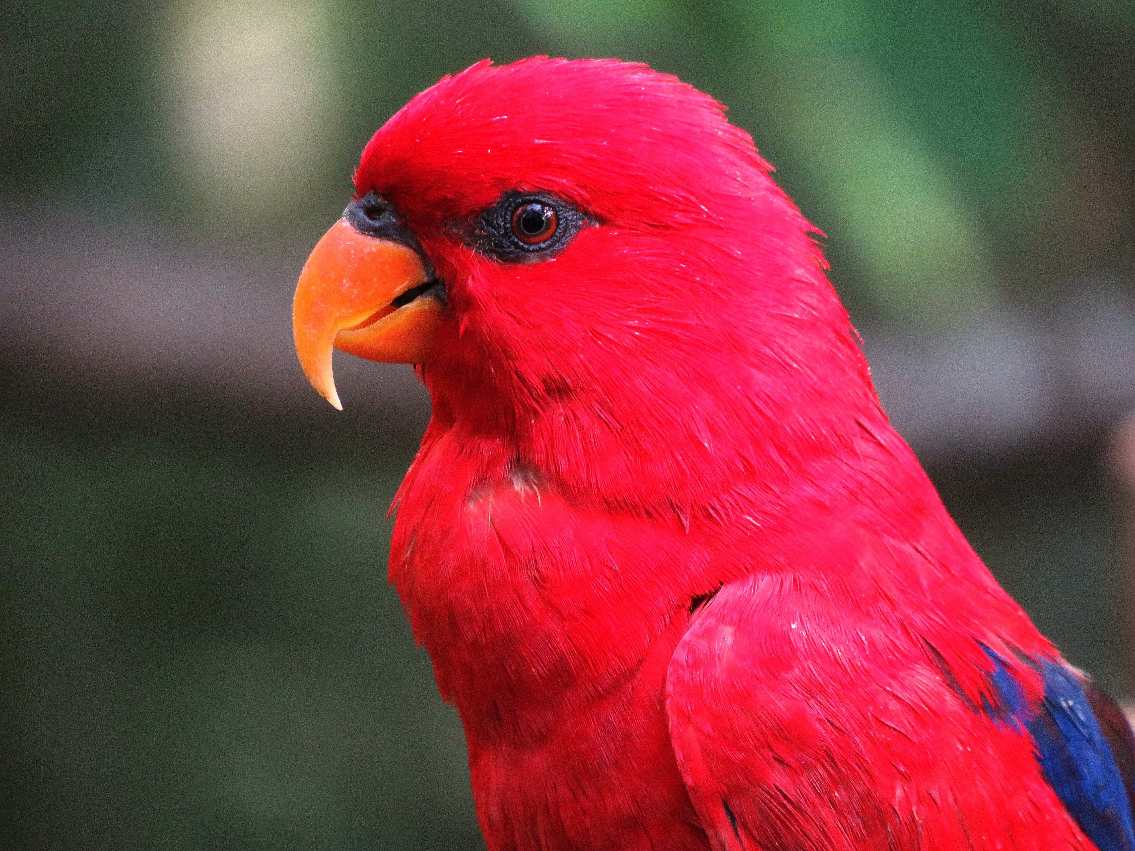 no people, close-up, parrot, wild, animal themes, zoo, selective, animal photography, vertebrate, daylight, focus on foreground, nature, wing, looking, HD Wallpaper