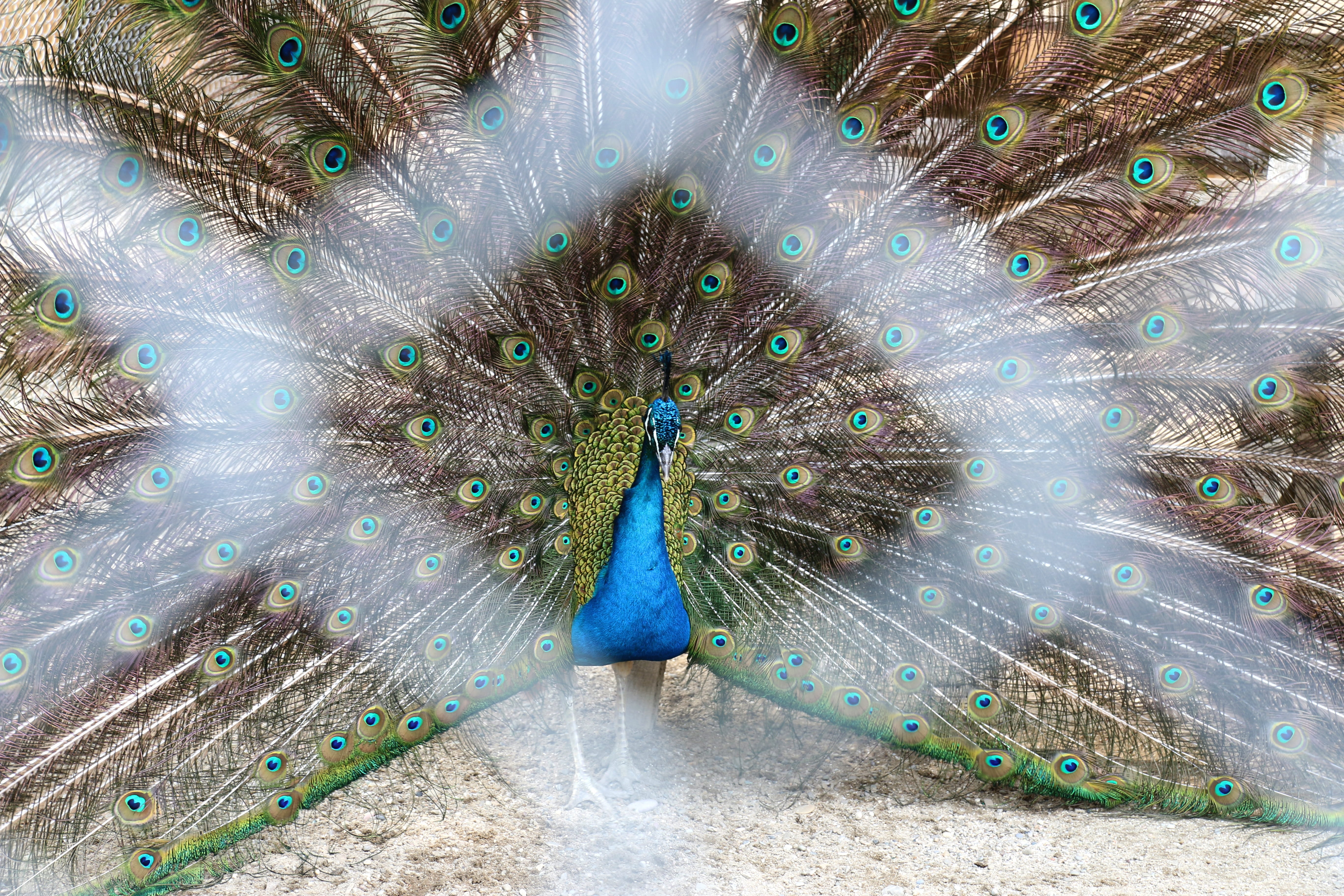 nature, green, bright, blue, Animal, animal themes, peacock feather, outdoors, full frame, elegance, peafowl, close-up, vertebrate, feather, beak, Feathers, HD Wallpaper