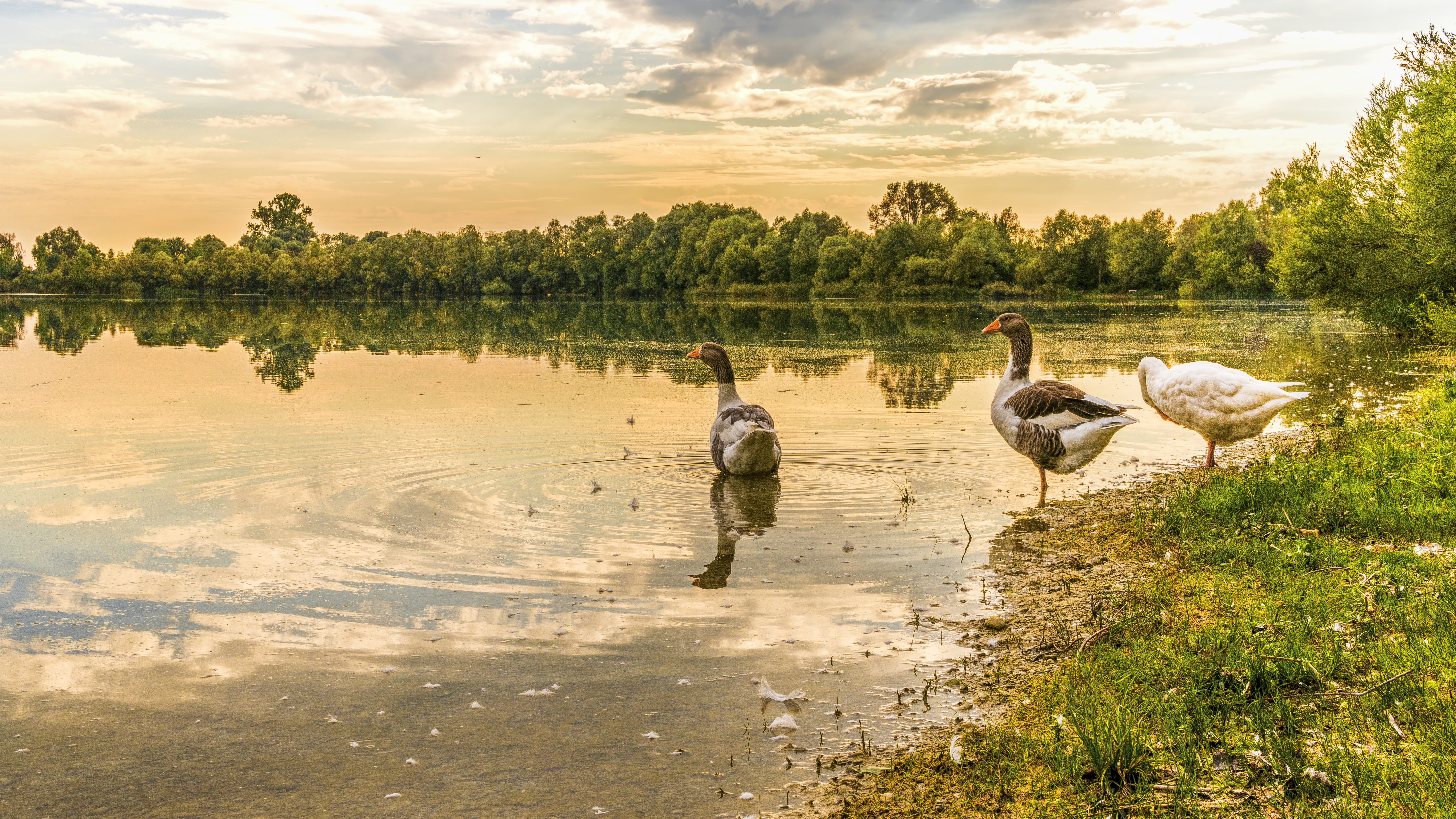plumage, beautiful, animals, bank, lake, bright, no people, trees, feather, landscape, large group of animals, vertebrate, near, tree, sky, two, HD Wallpaper