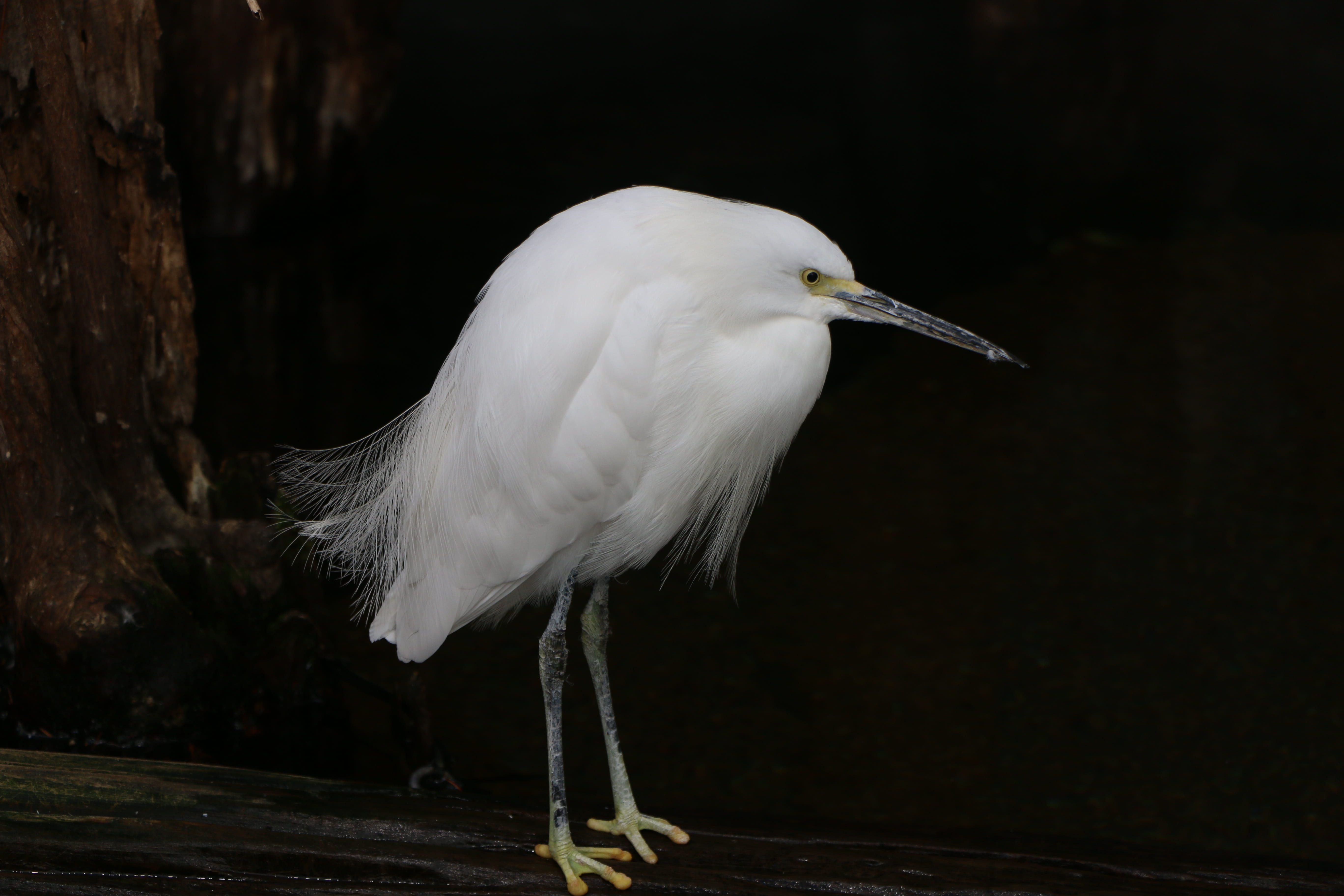 animal themes, waiting, focus on foreground, vertebrate, wood - material, animal wildlife, plumage, white color, outdoor, animals in the wild, perching, HD Wallpaper