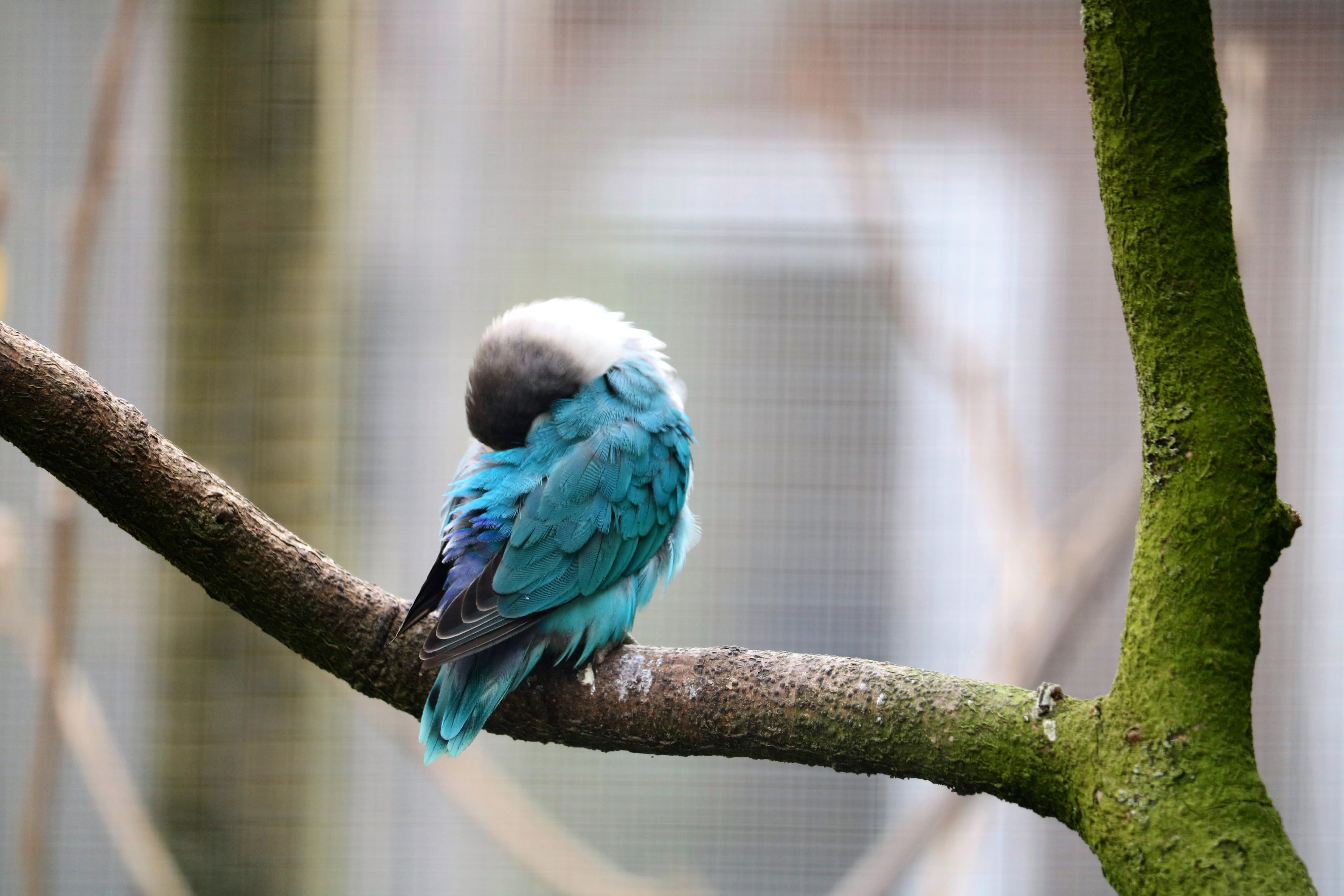 animal world, plumage, sleeping, plant, blue, bill, one animal, small parrot, color, feather, wing, nature, budgie, vertebrate, tree, ara, small parrot parakeet, HD Wallpaper