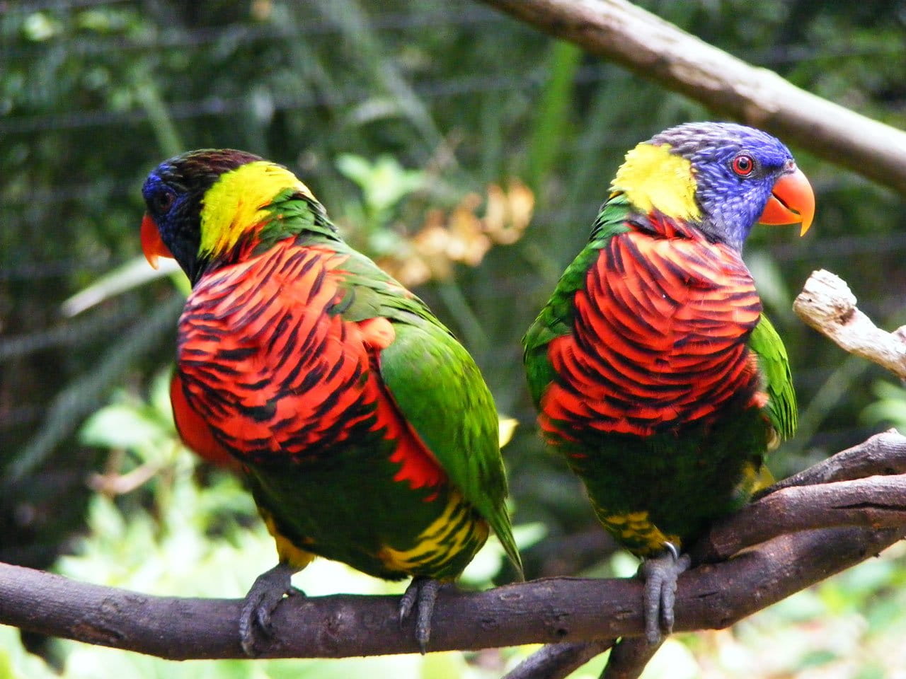 720P, parrot, plumage, animal themes, bird, animals in the wild, vertebrate, multi colored, close-up, beauty in nature, two animals, nature, togetherness, HD Wallpaper