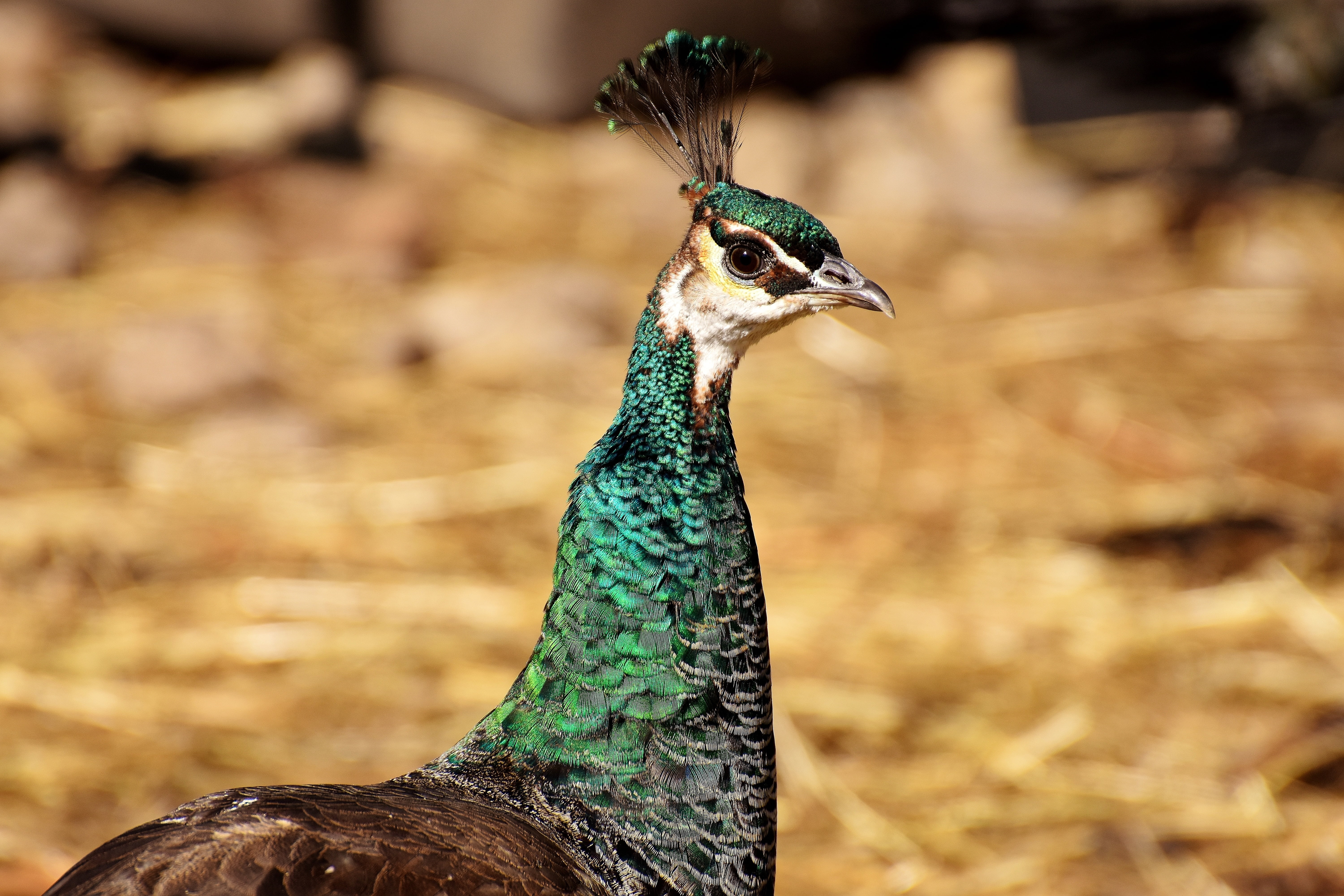 gorgeous, animal world, animal head, beauty, one animal, beauty in nature, bird, feather, looking, headdress, profile view, 5K, iridescent, animal themes, HD Wallpaper