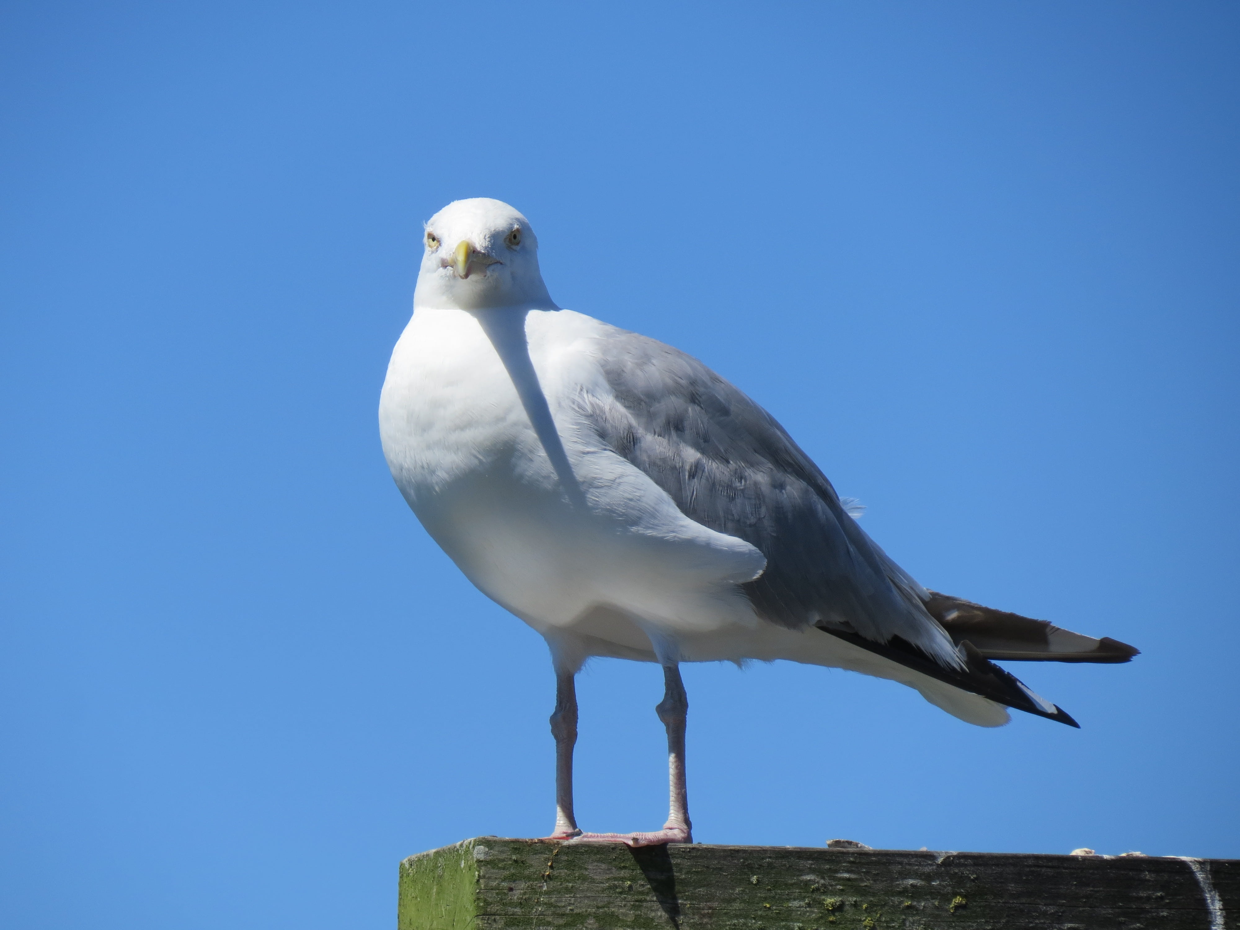 alone, blue, grey, white, no people, one animal, perching, seagulls, bird, feathers, full length, animal wildlife, sunny, bright, gray, birds, clear sky, HD Wallpaper
