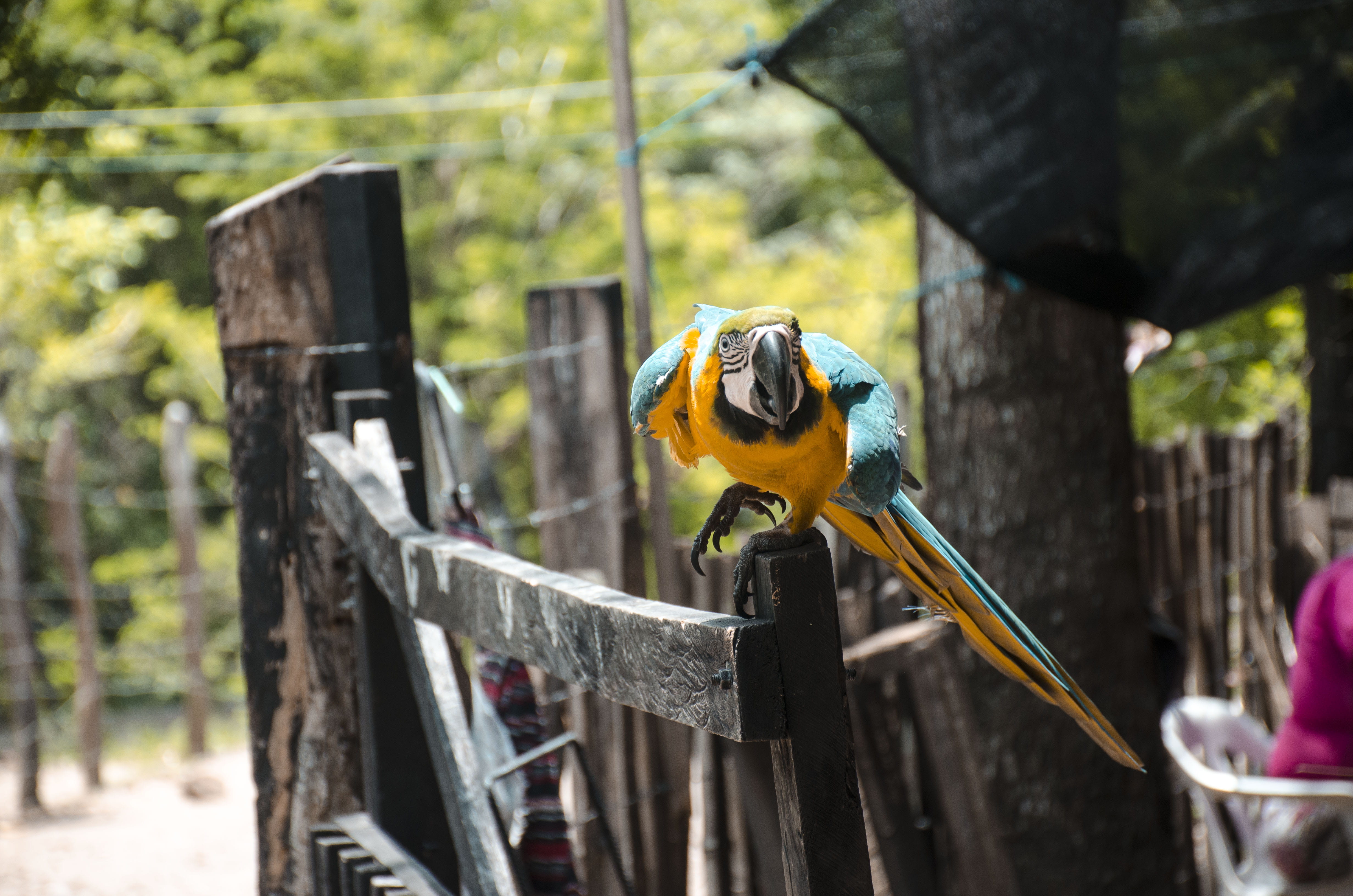 animals in the wild, avian, wooden post, plumage, colors, perching, parrot, bokeh, animal themes, colours, 4K, close, fence, focus on foreground, depth of field, HD Wallpaper