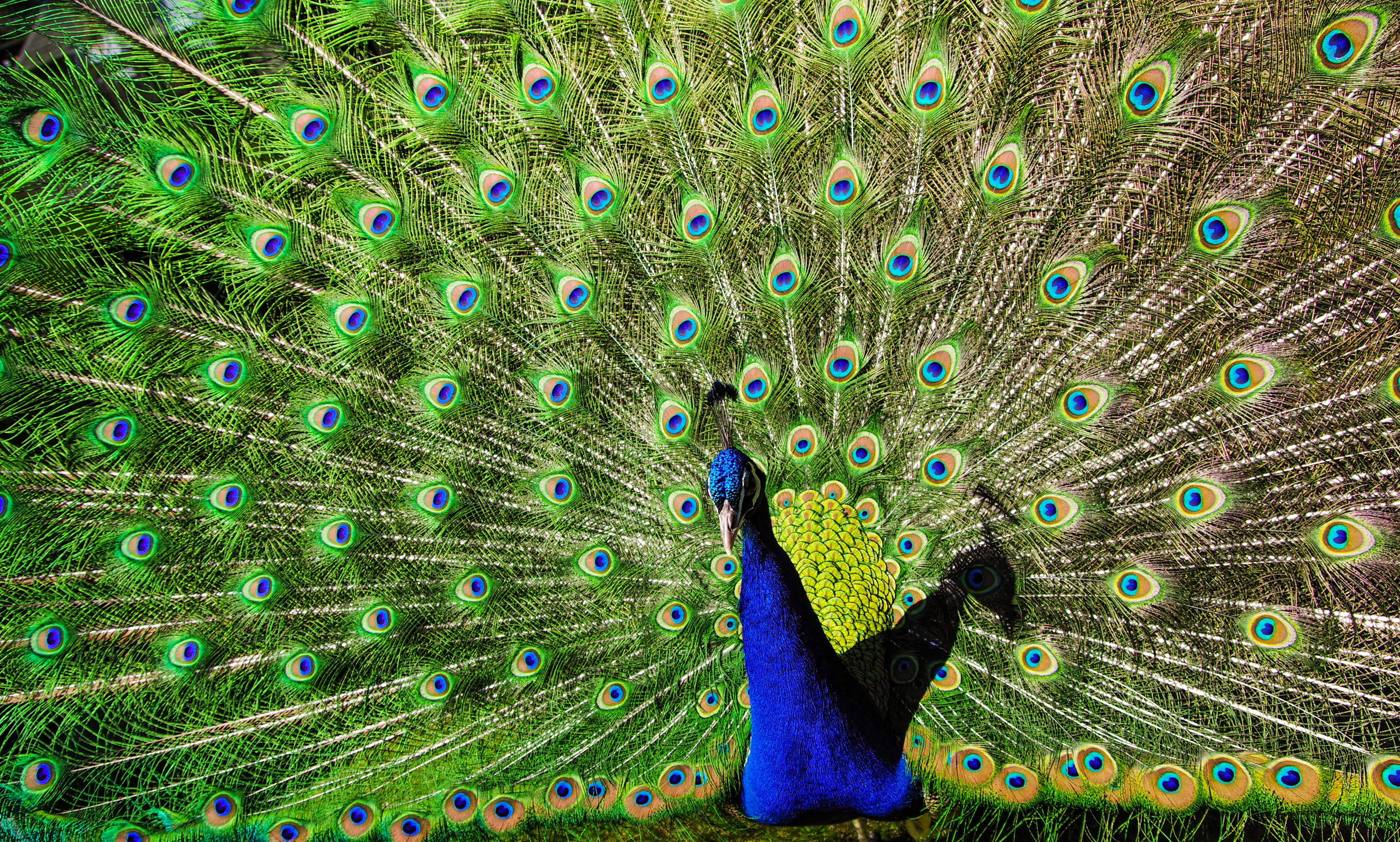 animals in the wild, animal wildlife, color, green, no people, zoo, male animal, portrait, nature, bird, animal, noble, tail, peacock feather, wildlife, HD Wallpaper