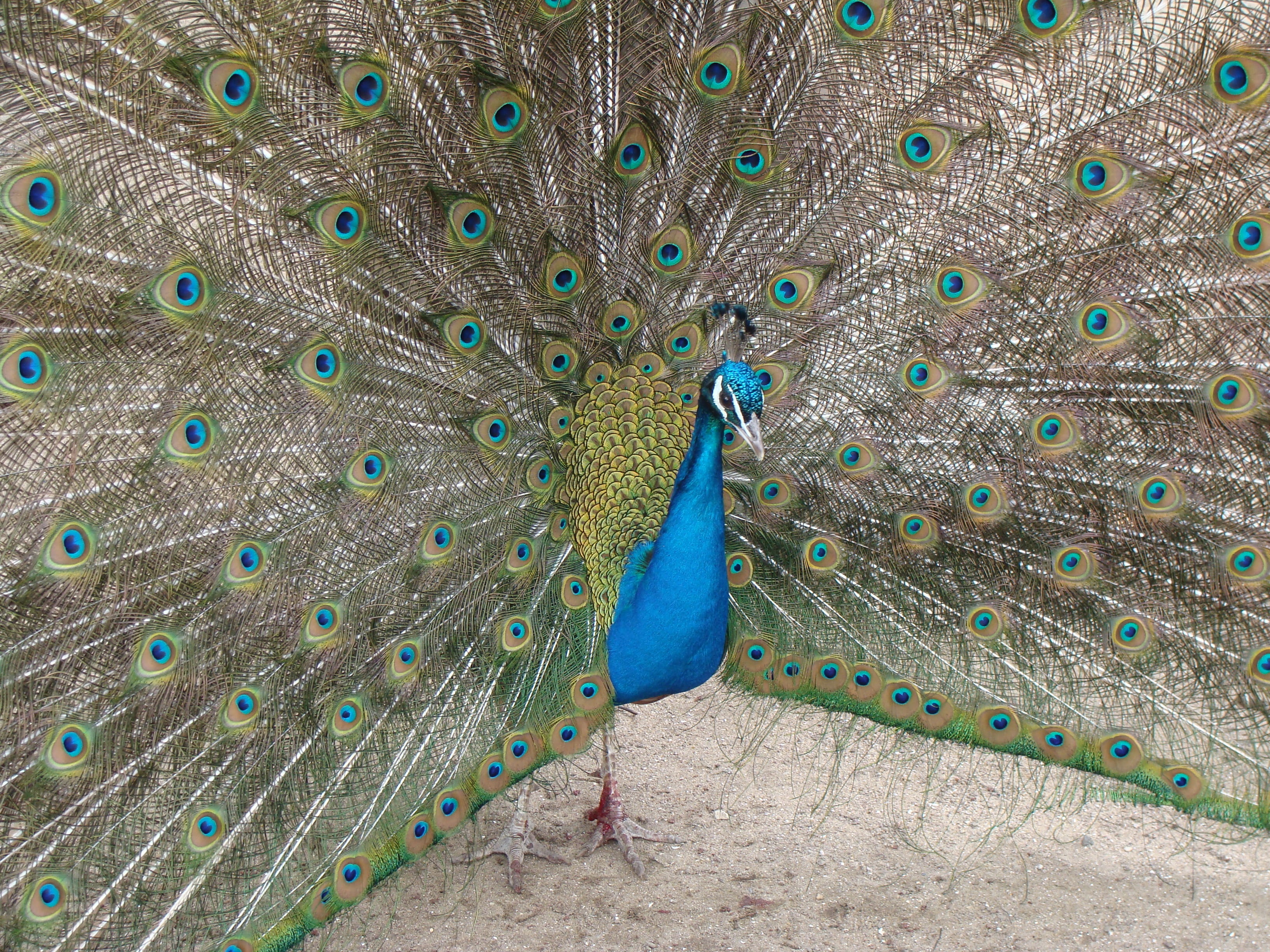 exotic, fantail, turquoise, pattern, plumage, one animal, feathers, day, vertebrate, animal themes, beauty in nature, animal, 2K, green, blue, tropical, HD Wallpaper