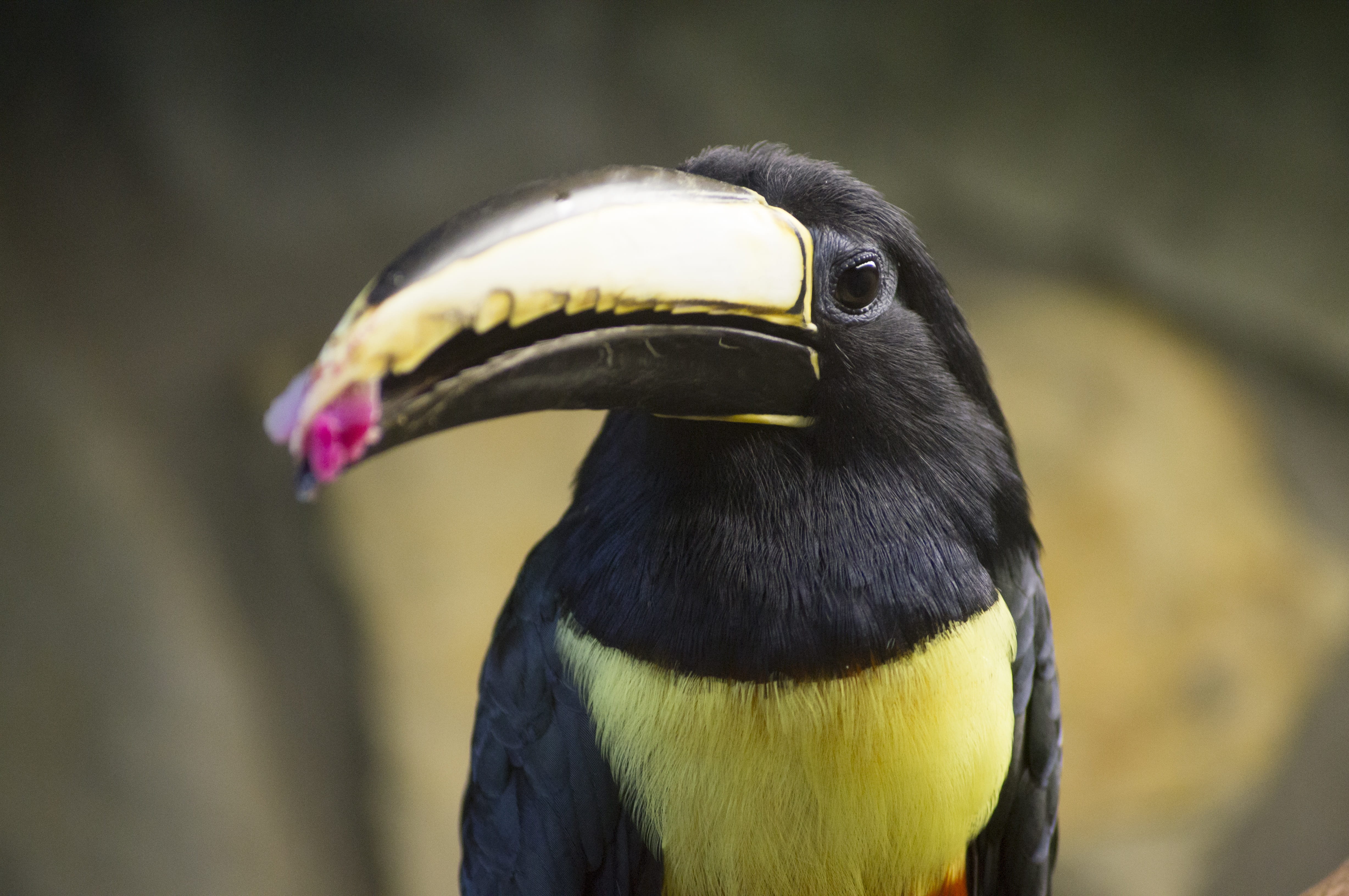 beak, day, animals in the wild, animal body part, hornbill, parrot, 4K, close-up, nature, toucan, one animal, looking, exotic, black color, animal head, HD Wallpaper