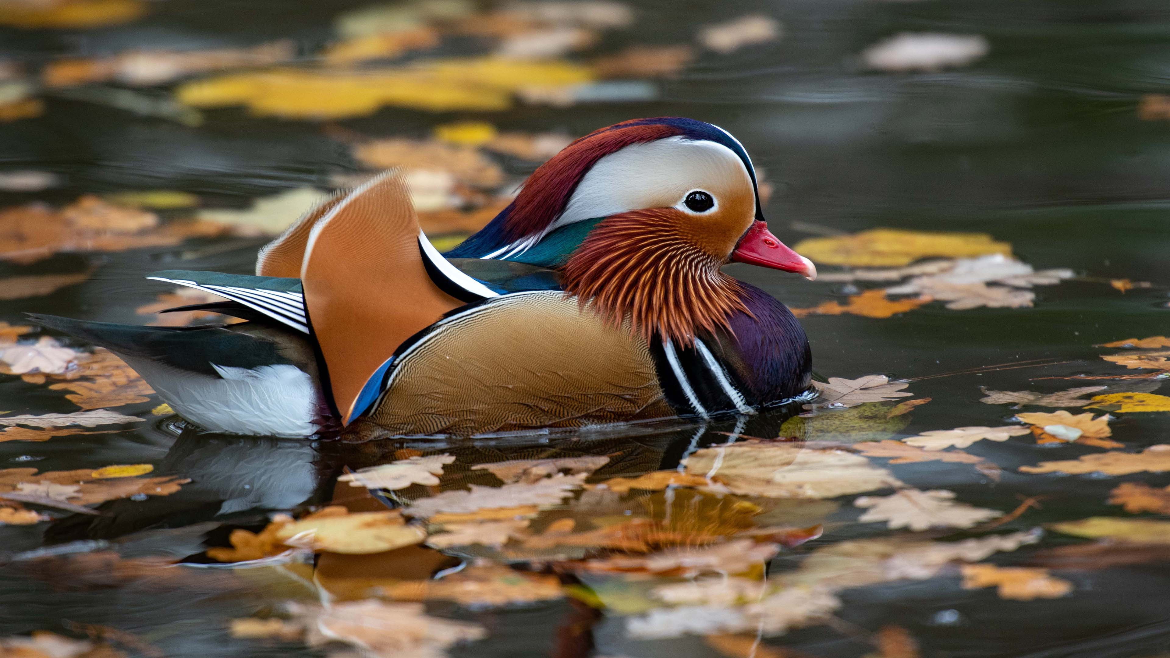 reflection, leaves, bright plumage, 4K, duck, pond, water, autumn, handsome, tangerine, bird, swimming, male, HD Wallpaper