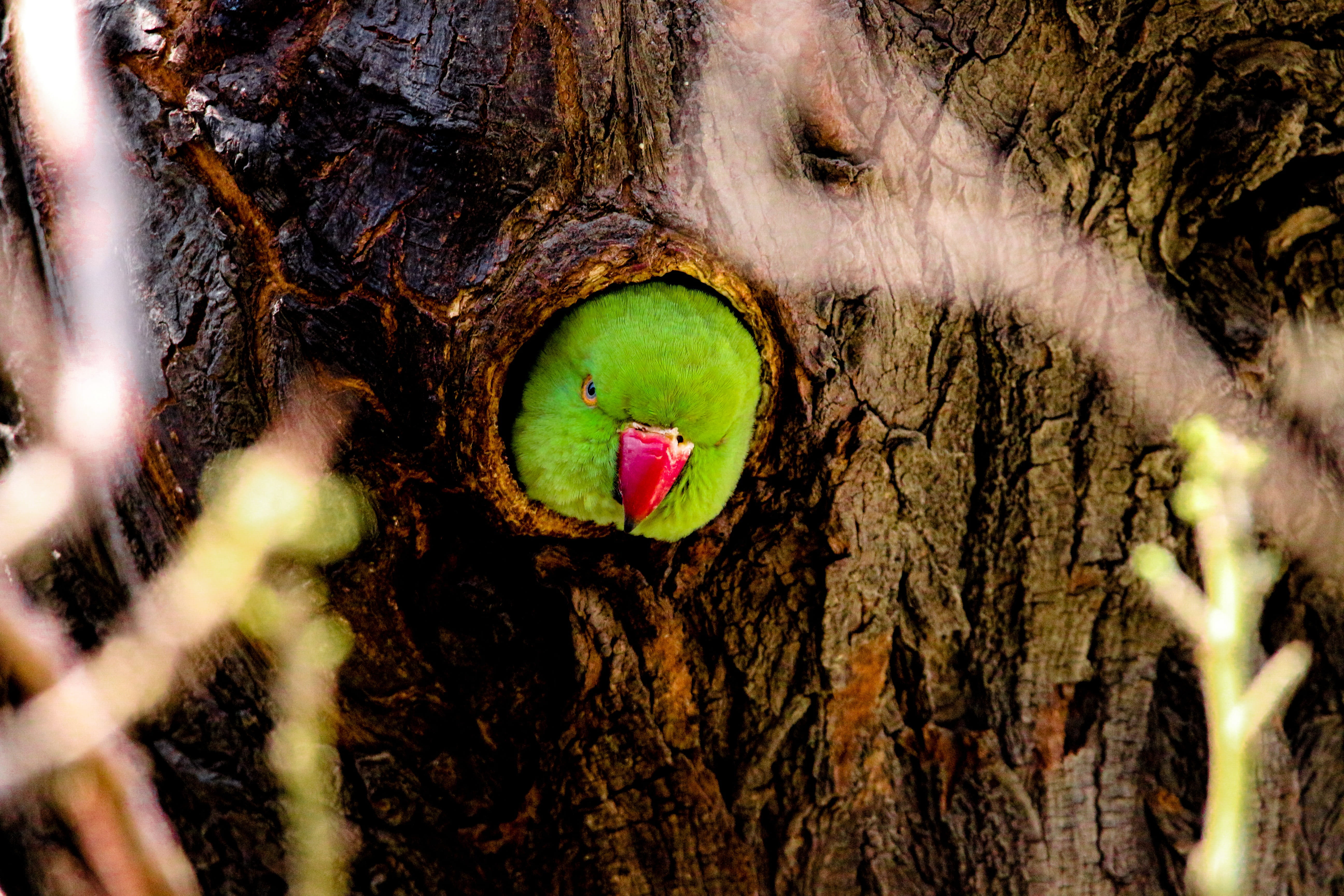 animal wildlife, 5K, parrot nest, parrot, one animal, gable, green, parrots, colourful, palm, tree, birds, tree trunk, trunk, day, breed, close-up, bright, HD Wallpaper