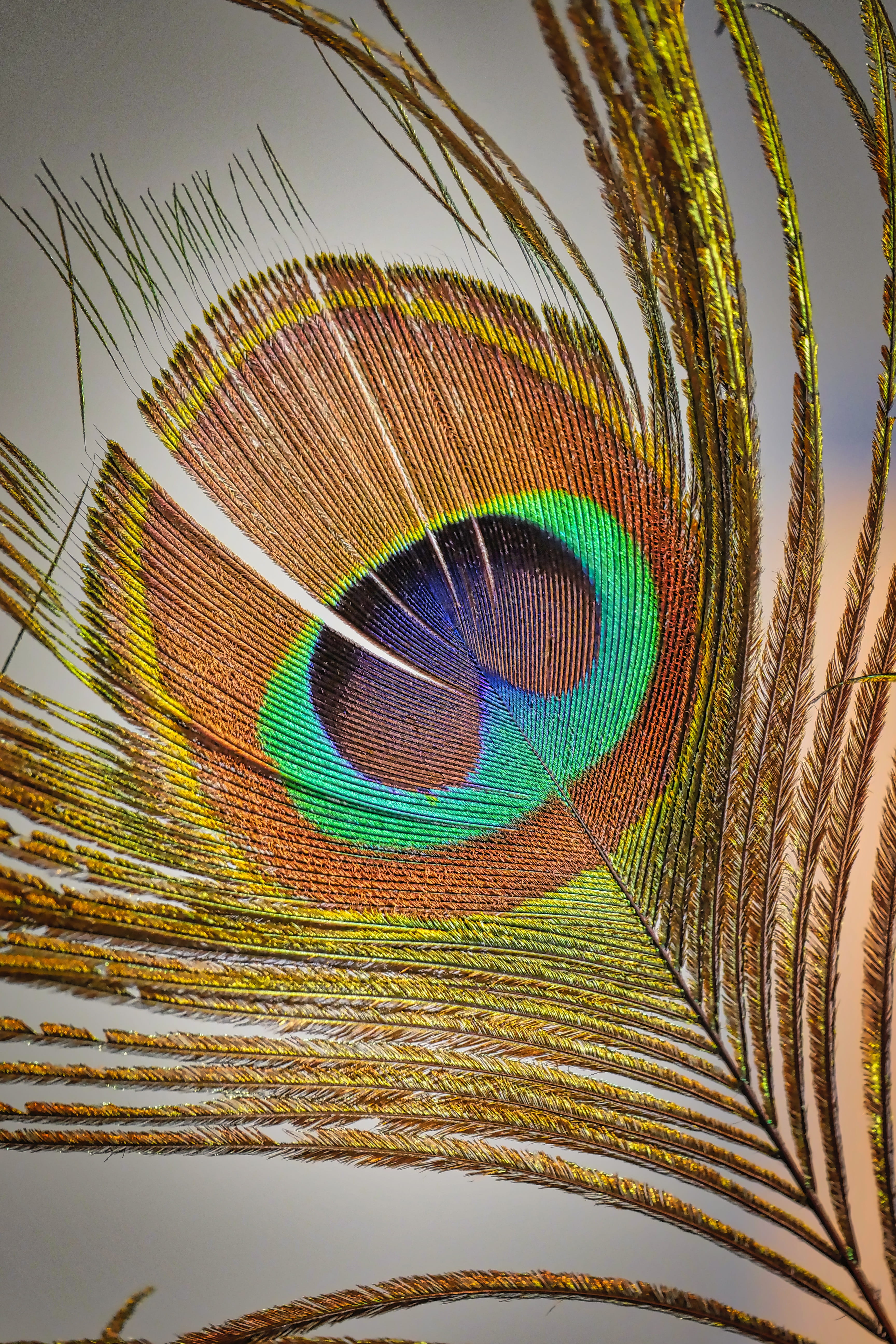 5K, multi colored, no people, close-up, pattern, animal themes, feather, vertebrate, color, colorful, bird, peacock, animal wildlife, one animal, beautiful, Phone HD Wallpaper