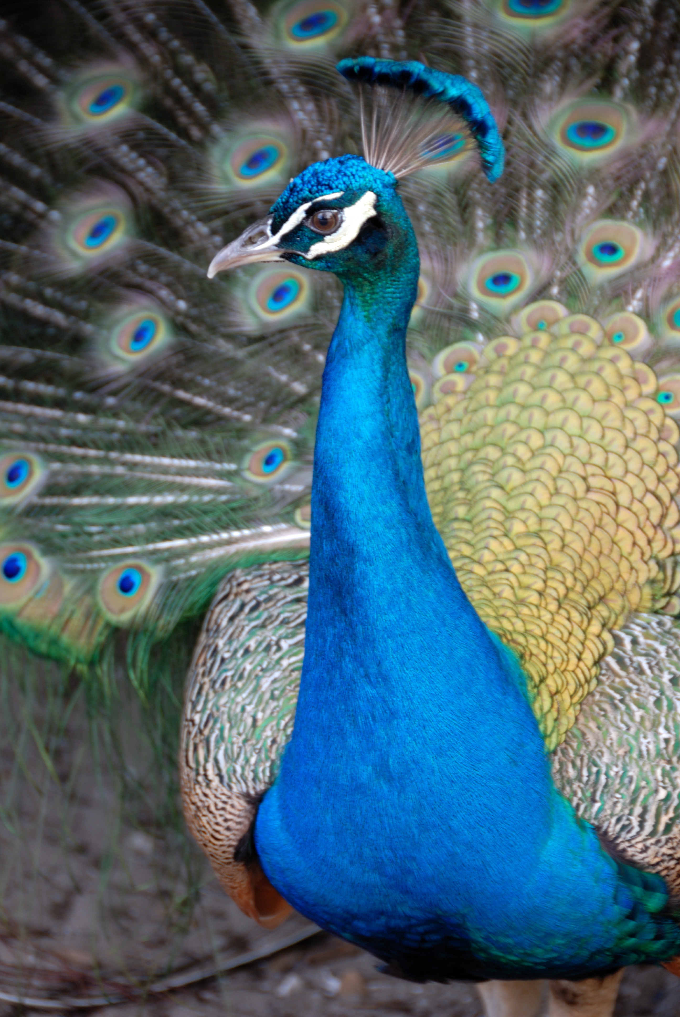 close, tropical, head, animal wildlife, fowl, natural, peafowl, feather, green, wildlife, animals in the wild, animal, nature, animal neck, peacock, male animal, Phone HD Wallpaper