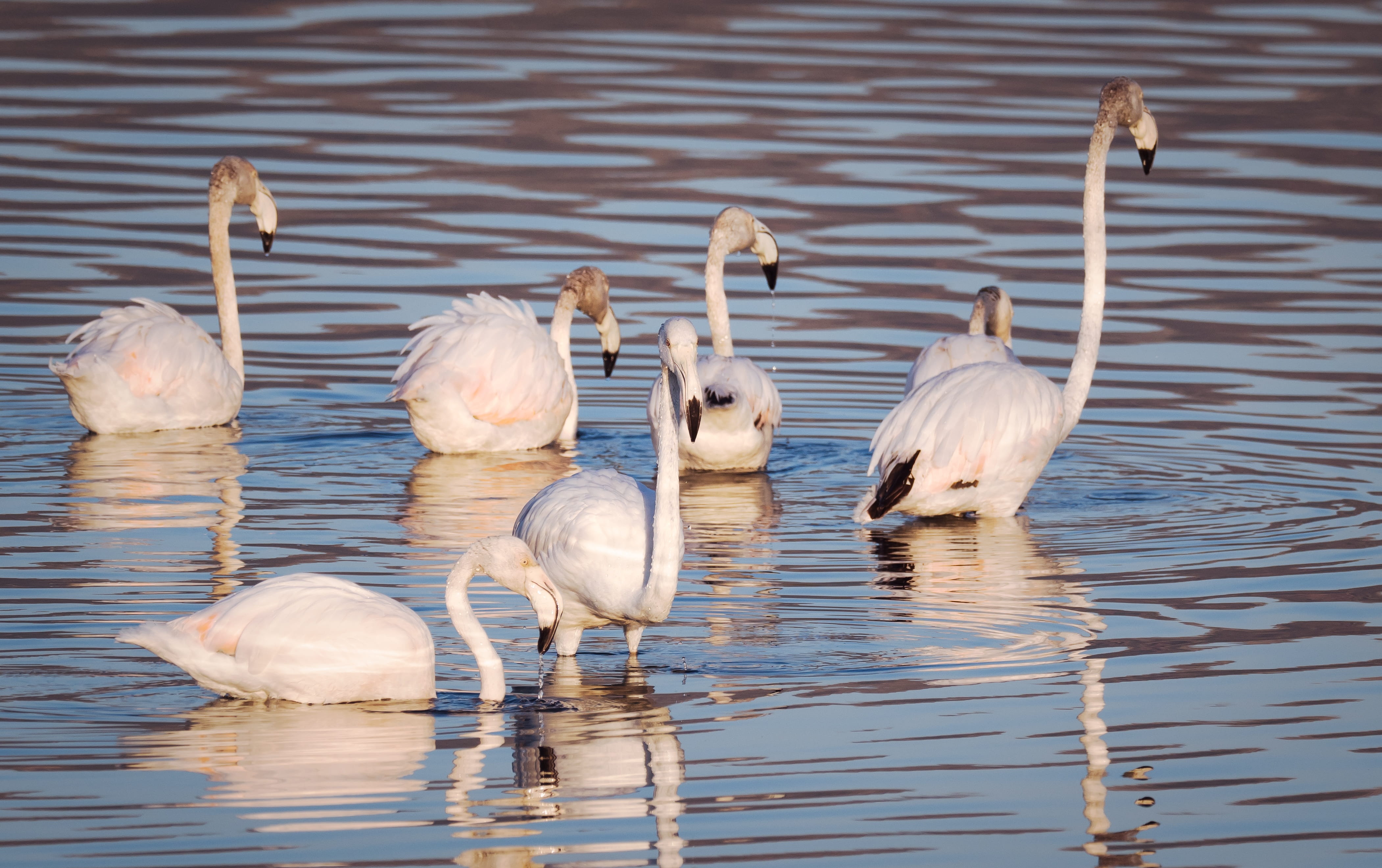 floating on water, no people, nature, beauty in nature, animal family, animal wildlife, white color, birds, animals in the wild, beauty, family, water, HD Wallpaper
