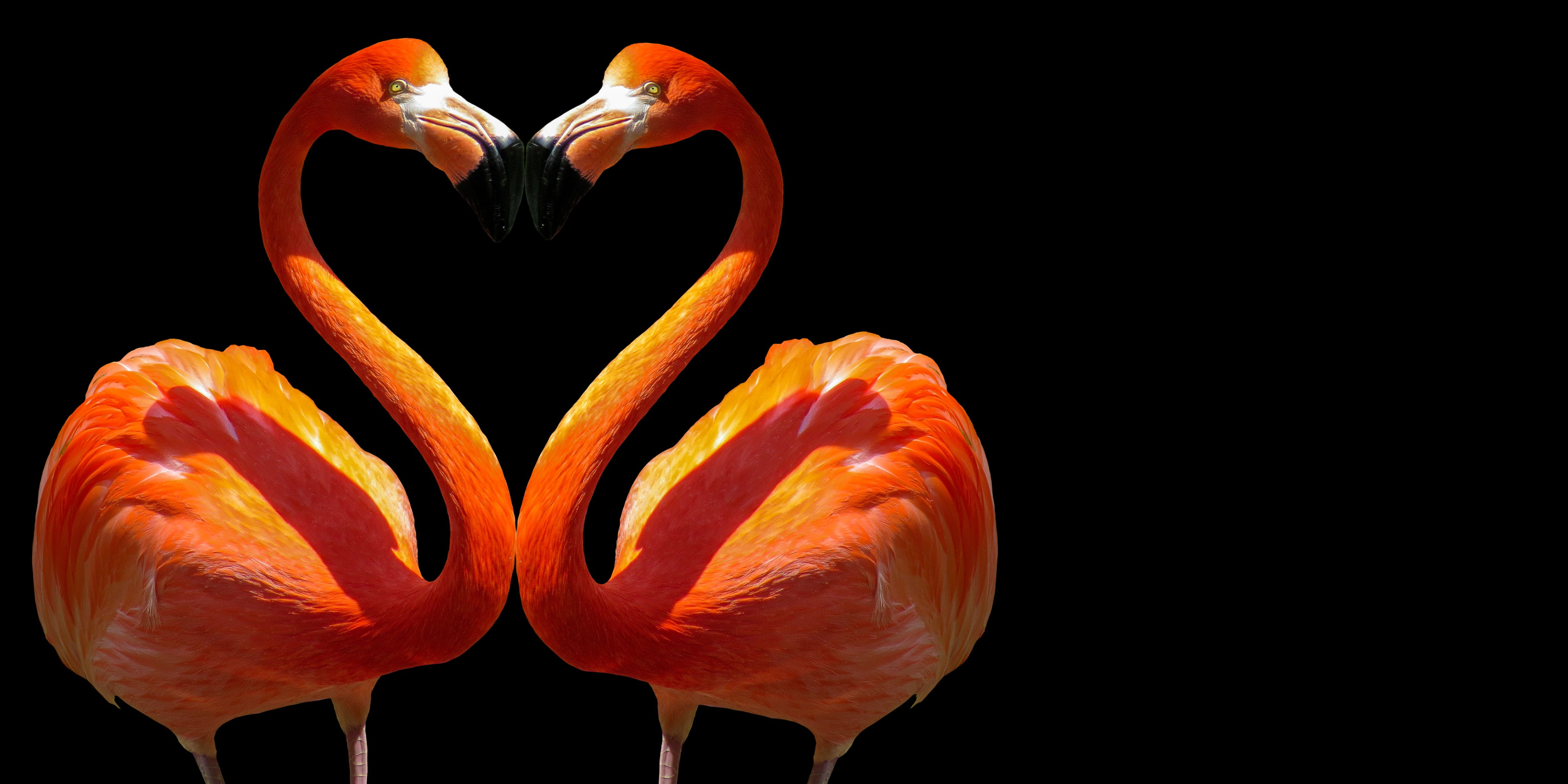 pair, freshness, vegetable, affection, orange color, greeting card, 4K, love symbol, flower, love, emotions, nature, flamingo, no people, animal, black background, HD Wallpaper