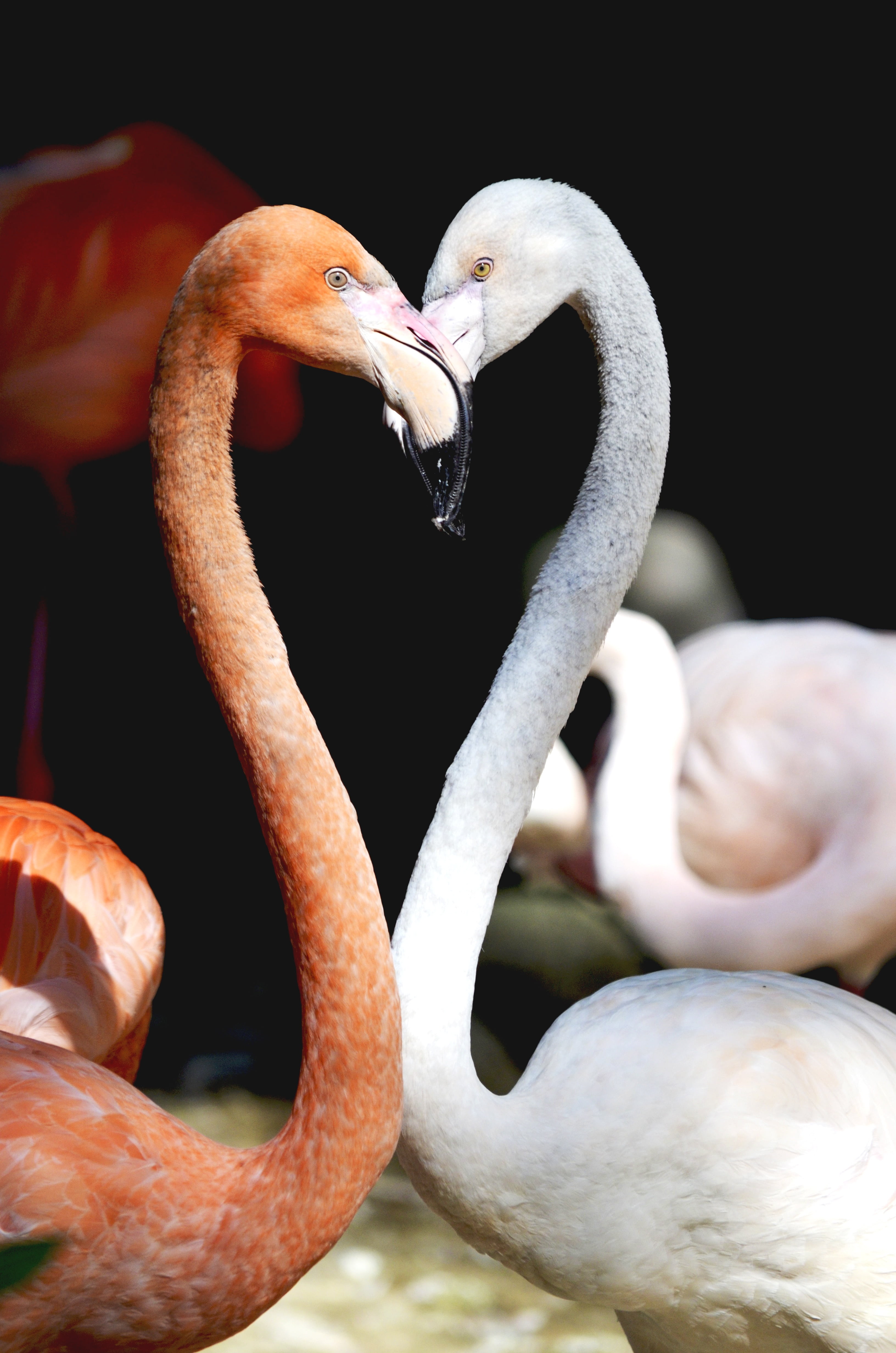 exotic, white, together, feather, nature, no people, heart, pink, vertebrate, romantic, flamingo, feelings, close-up, animal head, animals in the wild, Phone HD Wallpaper