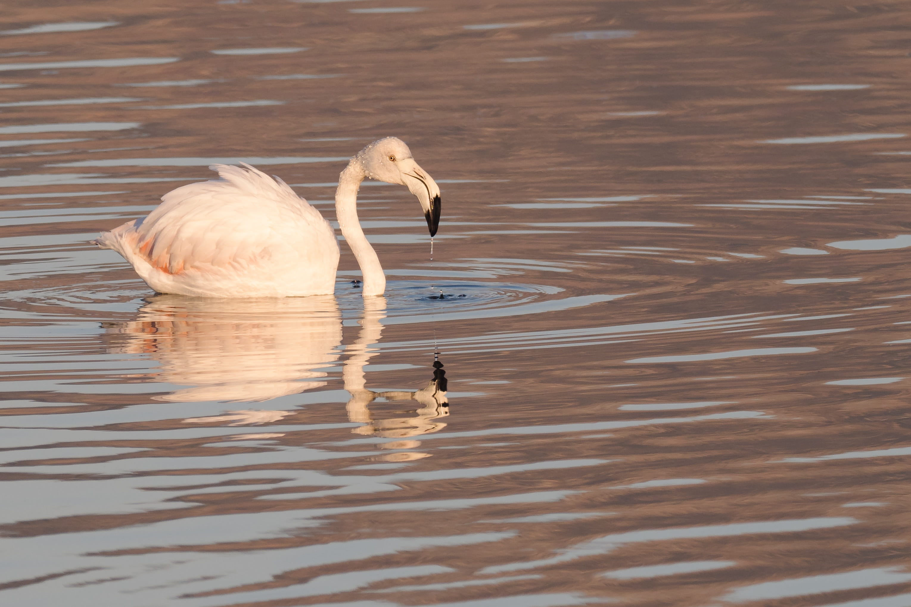 elegance, animal neck, graceful, white, river, animal themes, beautiful, water bird, waterfront, day, rippled, one animal, no people, water, swan, feathers, HD Wallpaper