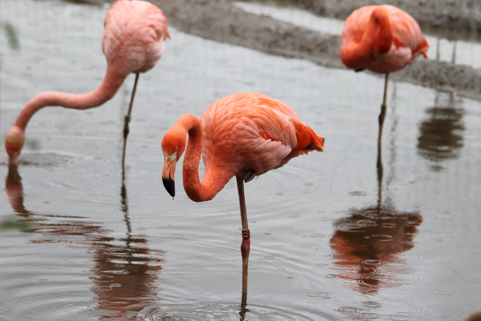 nevolya, no people, focus on foreground, rain, day, animal, animal wildlife, bird, beak, vertebrate, flamingo, 1080P, lovely, zoo, animal themes, waterfront, HD Wallpaper