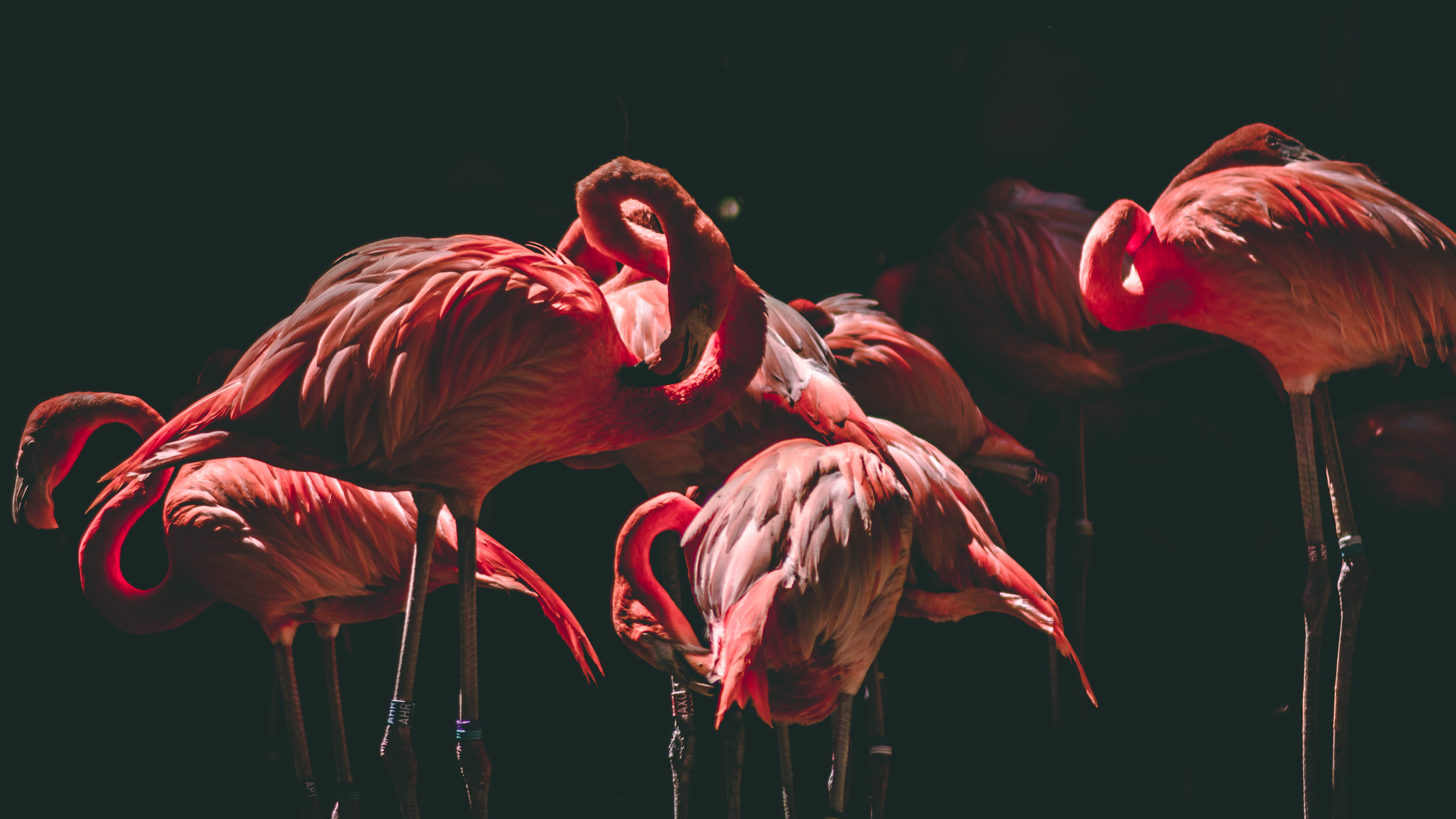 flamingo, dim, beauty in nature, lighted, pink, inside, pink color, red, standing, bird, nature, group of animals, medium group of animals, flamingos, animal neck, HD Wallpaper