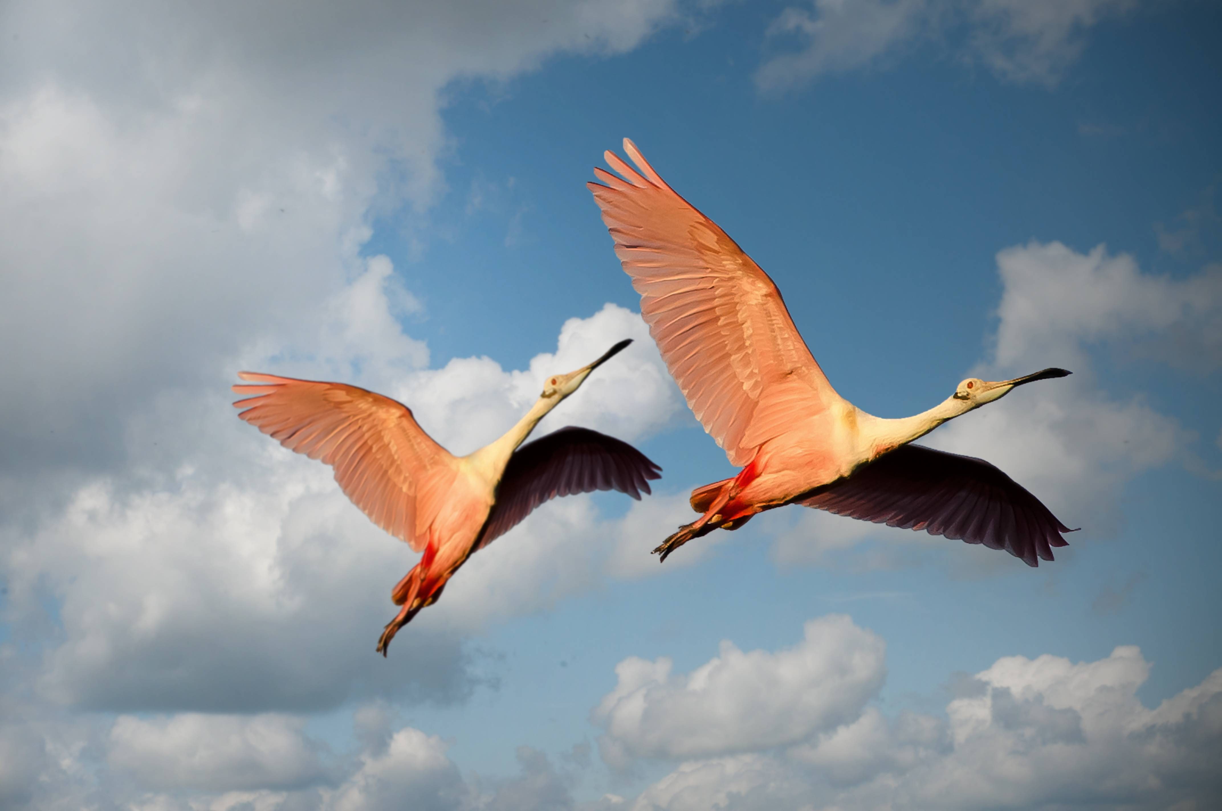 wings, pink, flamingos, couple, birds, 4K, animals, flying, HD Wallpaper