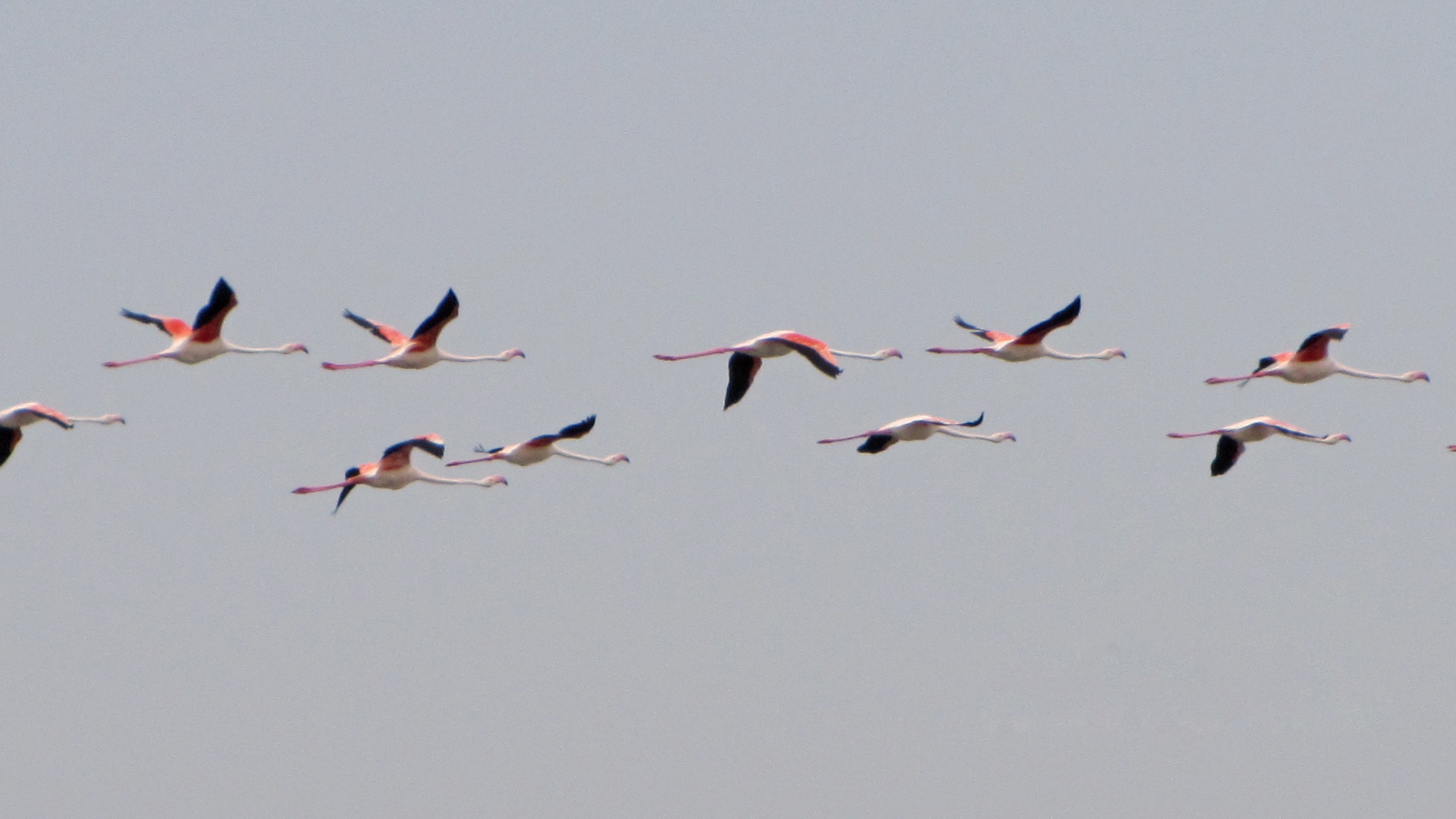 flying, outdoors, animals in the wild, flamingos, pink flamingo, motion, 2K, flock of birds, water bird, clear sky, on the move, copy space, vertebrate, HD Wallpaper
