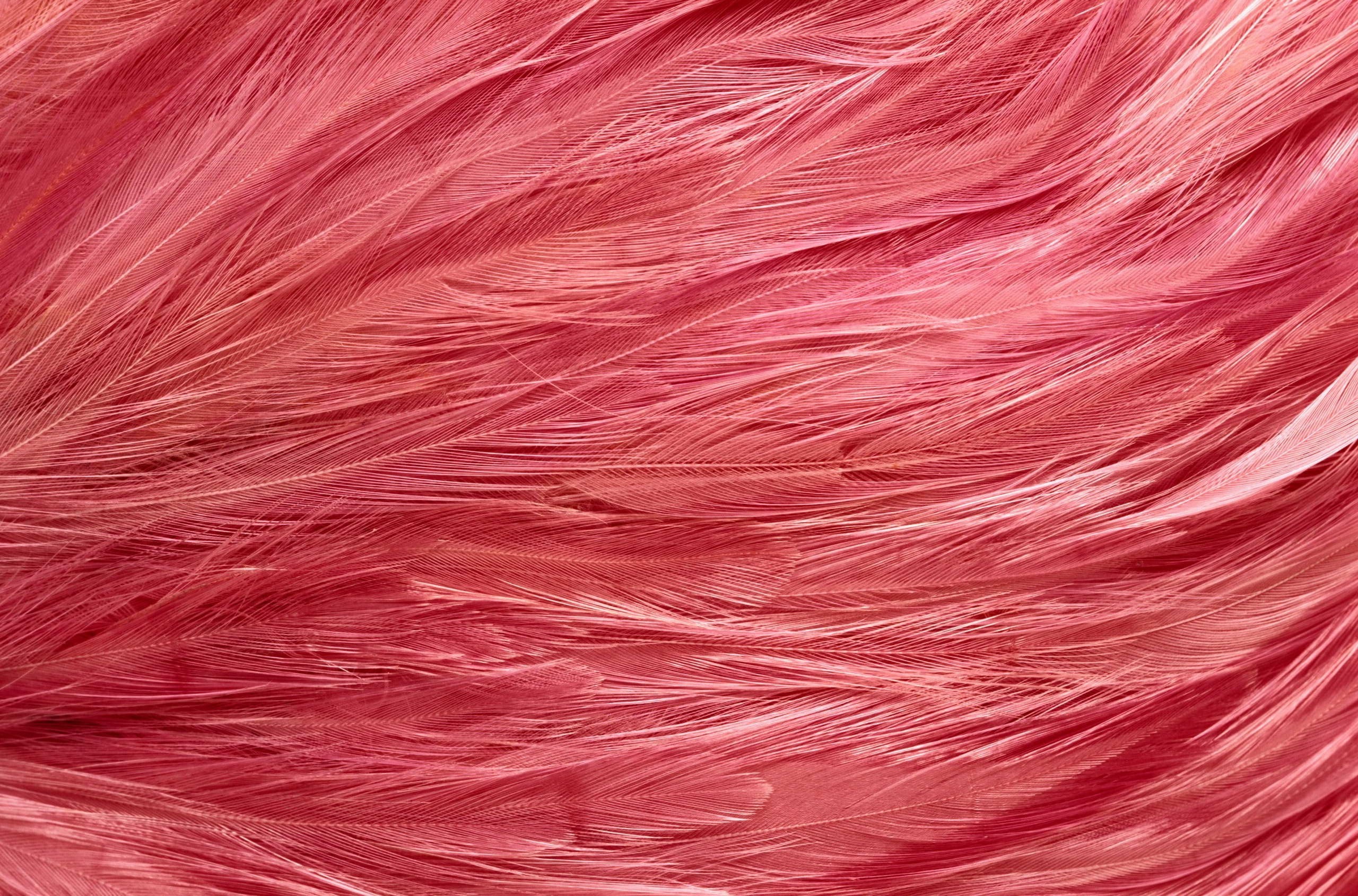 elegance, pink Color, background desktop, art and craft, red, macro, fashion, indoors, pattern, hair, creativity, beauty, full frame, abstract backgrounds, HD Wallpaper