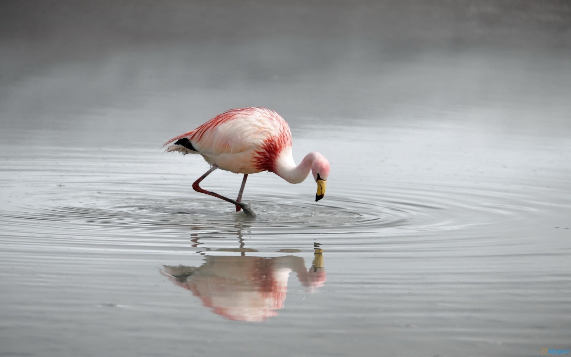 flamingo, birds, flamingos, 1080P, beautiful, pink, animals, water, HD Wallpaper