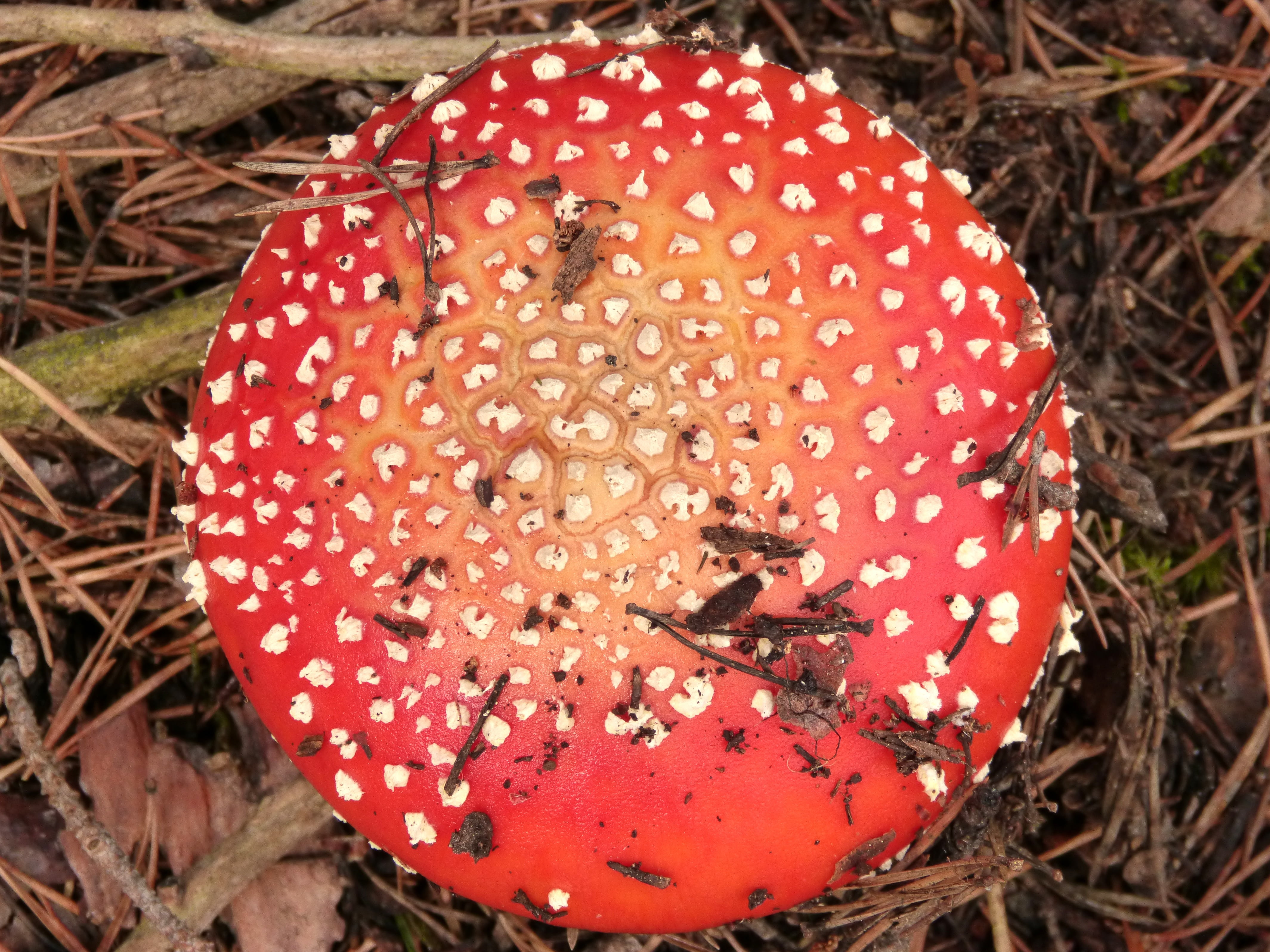 growth, fly agaric mushroom, beauty in nature, no people, geometry, food, nature, close-up, amanita muscaria, land, mushroom, beauty, plant, food and drink, HD Wallpaper