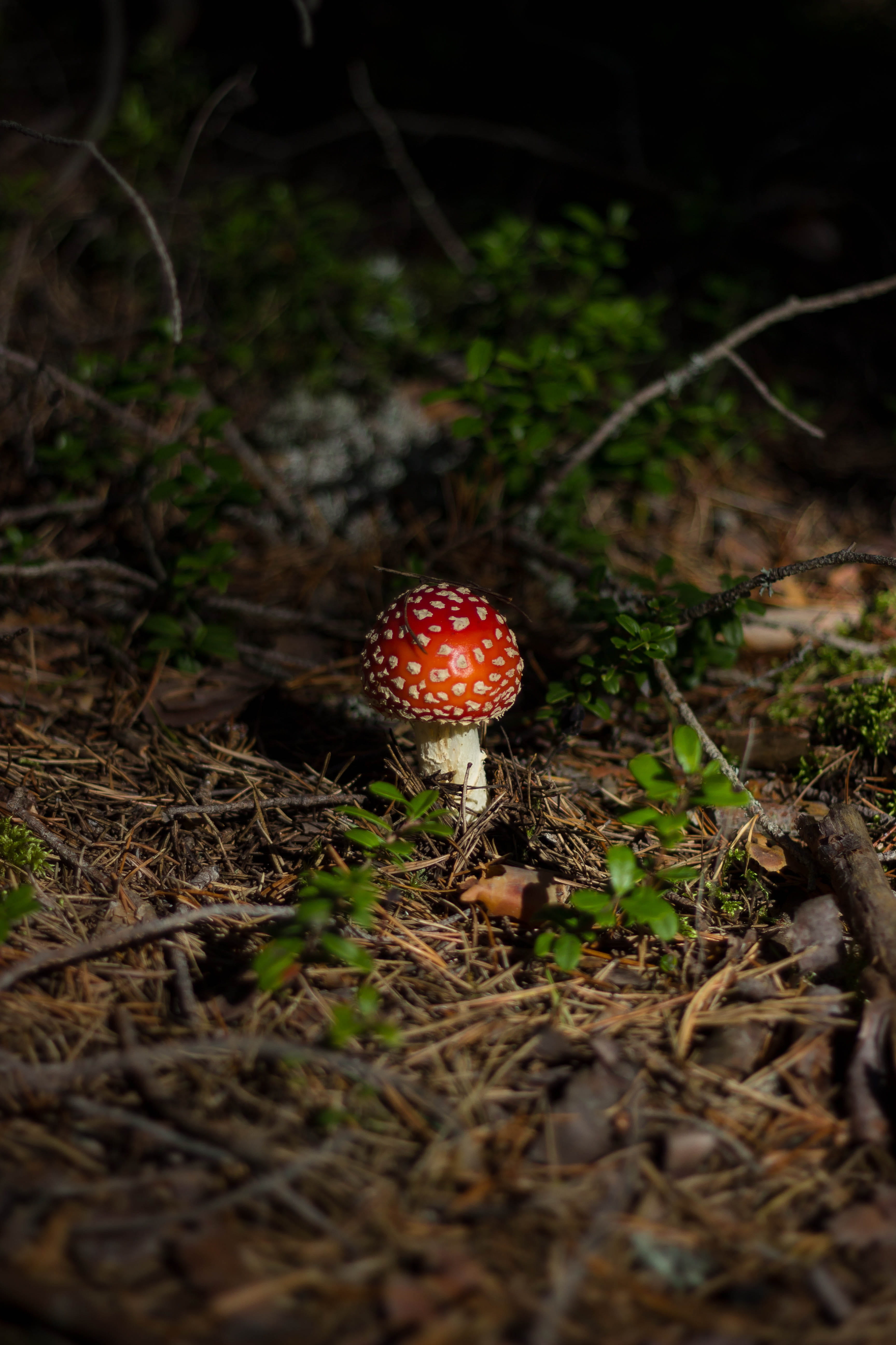 red, muscaria, white, basidiomycota, plant, floor, brown, food and drink, toadstool, 5K, land, close-up, poisonous, beauty in nature, vegetable, field, Phone HD Wallpaper