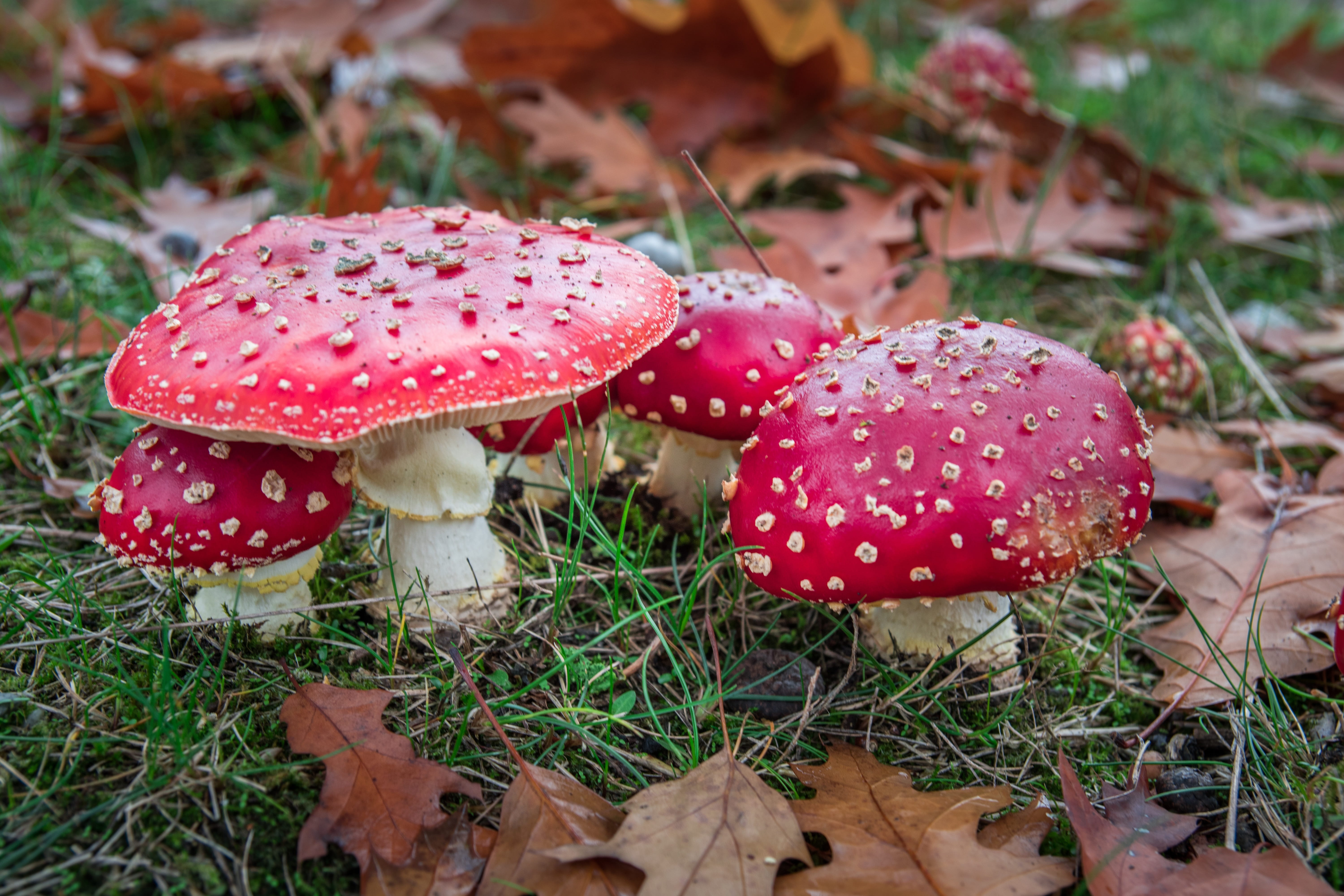 amanita muscaria, amanita, flake, gift, no people, agaric, spotted, vegetable, nature, forest, toadstool, plant part, close, Matryoshka, leaf, outdoors, HD Wallpaper