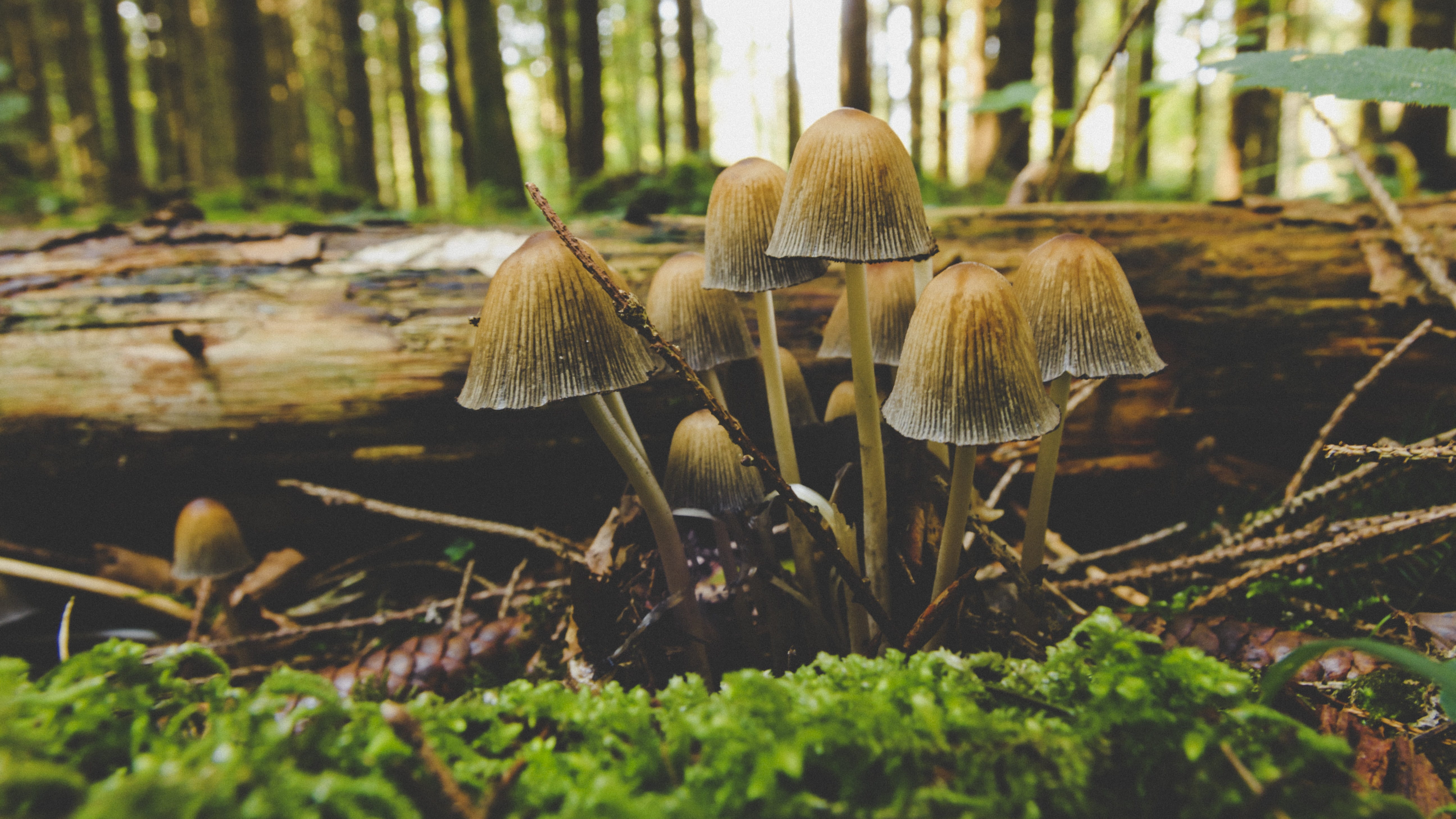 trunk, toxic, forest floor, forest, 5K, nature, mushrooms, poison, tree, forest mushroom, selective focus, food, outdoors, beauty in nature, no people, HD Wallpaper