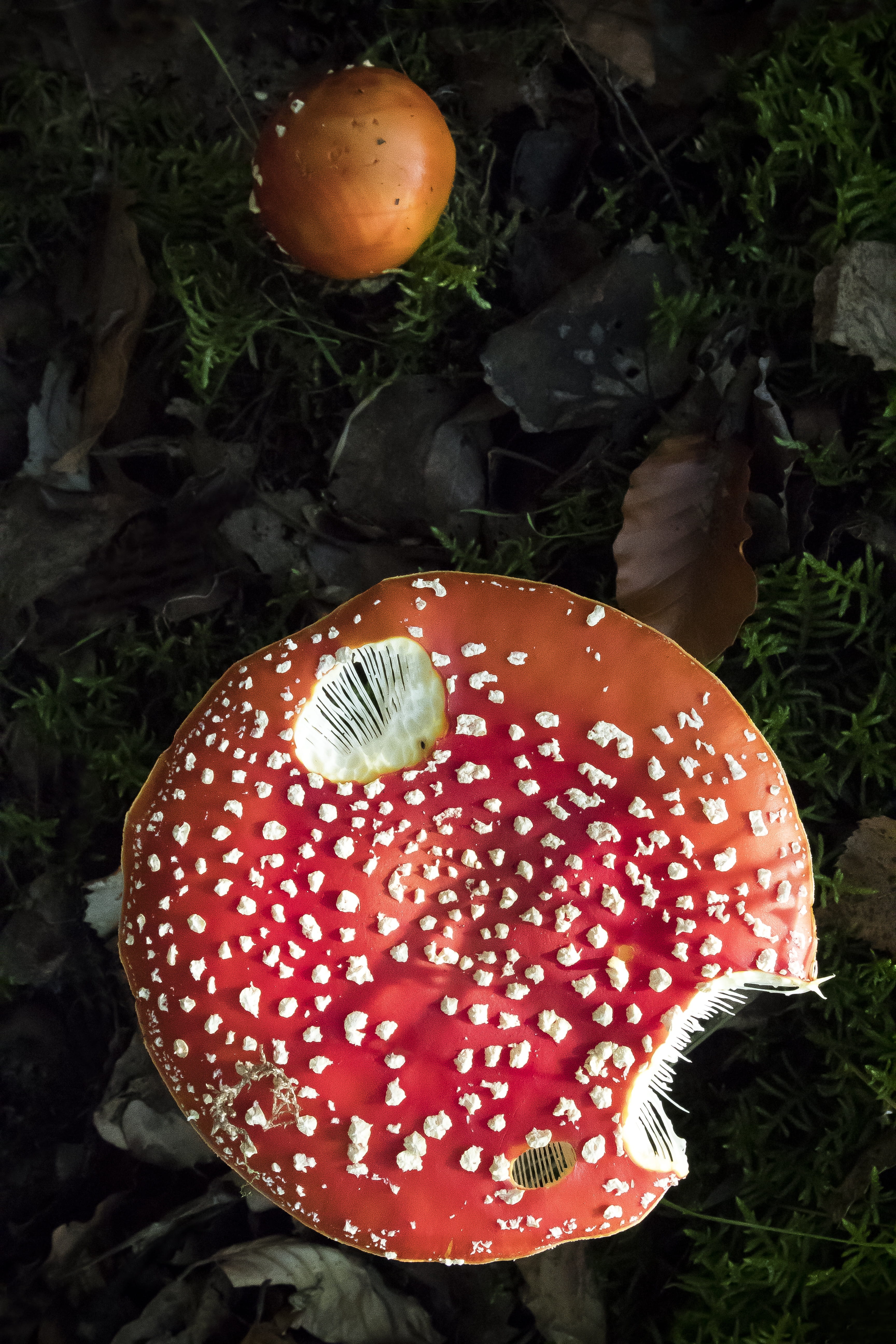 autumn, velum flakes, spotted, vegetable, land, close-up, mushroom, toadstool, food, food and drink, nature, 5K, moss, fly agaric mushroom, red, hat, matryoshka, Phone HD Wallpaper
