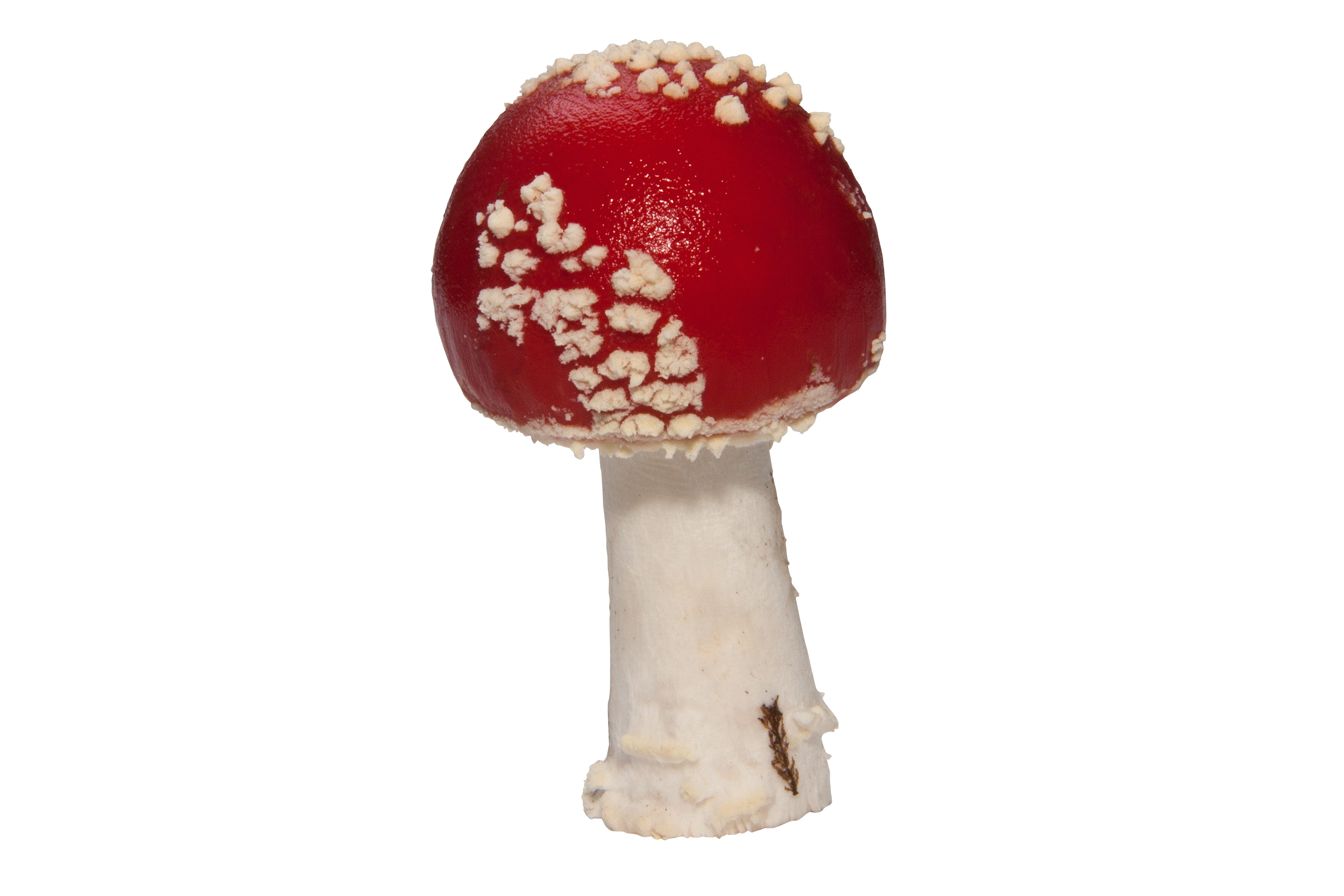 indulgence, no people, white background, forest, isolated, studio shot, Fly Agaric, toxic, Mushroom, cut out, hat, red, day, ready-to-eat, open path, freshness, HD Wallpaper