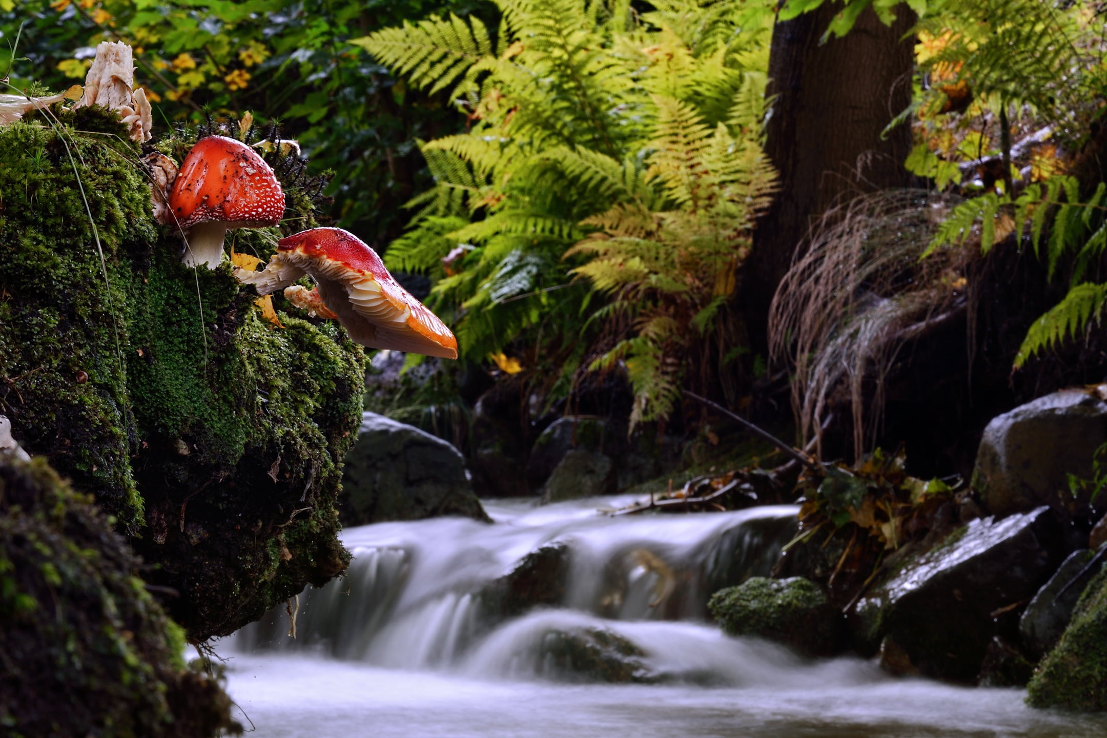 tree, time, houbičkovej, scenics - nature, amanita muscaria amanita muscaria, stream - flowing water, forest, 1080P, one animal, outdoors, tall, ferns, HD Wallpaper