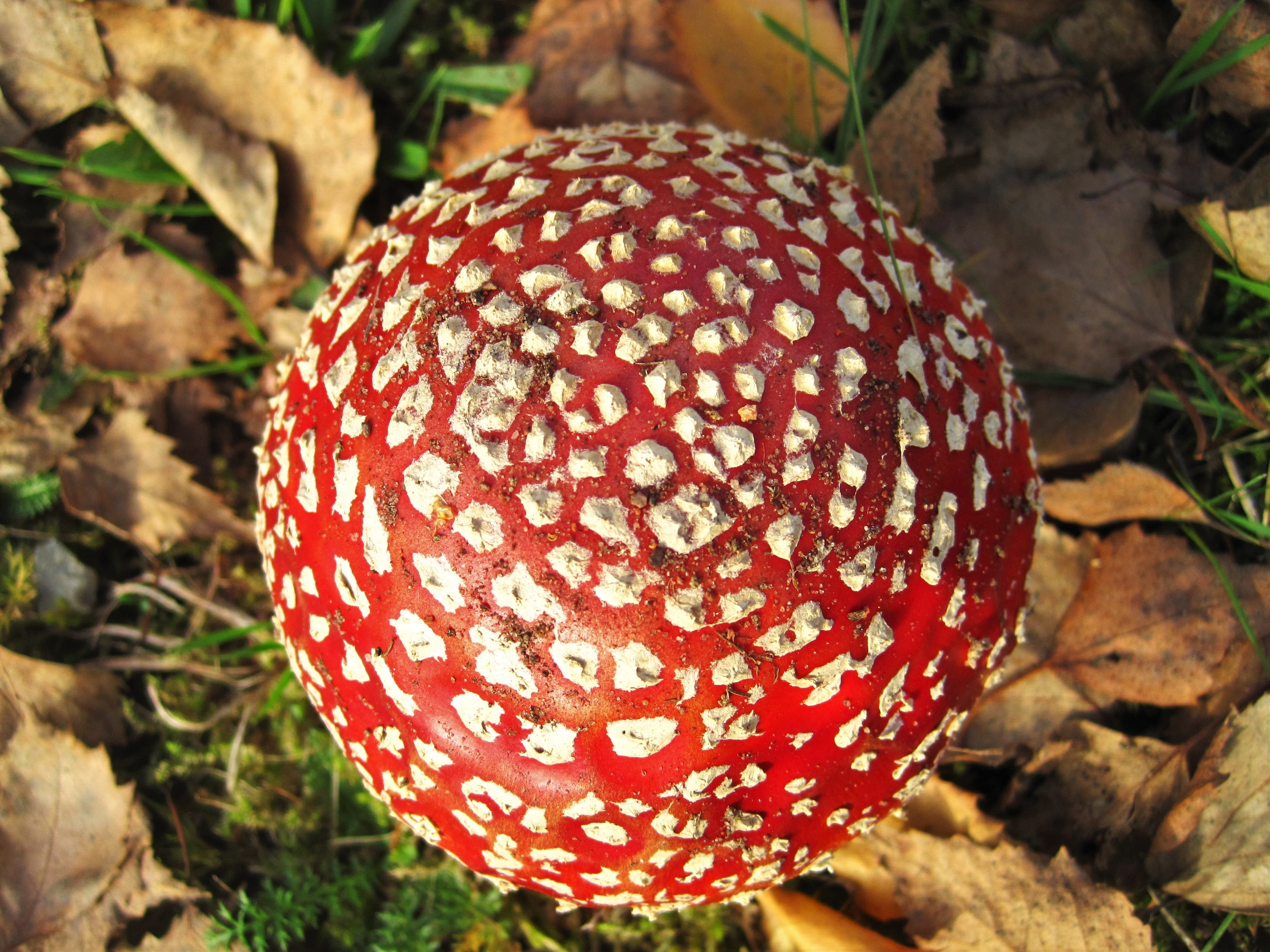 time of year, mushroom, fungal species, flora, toadstool, high angle view, symbiosis mushroom, outdoors, red, botany, pattern, typical autumn, field, poisonous mushroom, HD Wallpaper
