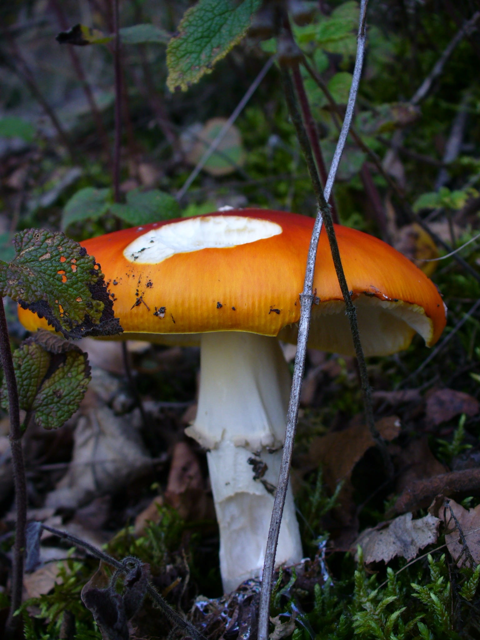 edible mushroom, fungus, land, mushroom, vegetable, point, plant, forest, growth, outdoors, beauty in nature, leaves, field, red, toadstool, food, fly agaric, Phone HD Wallpaper