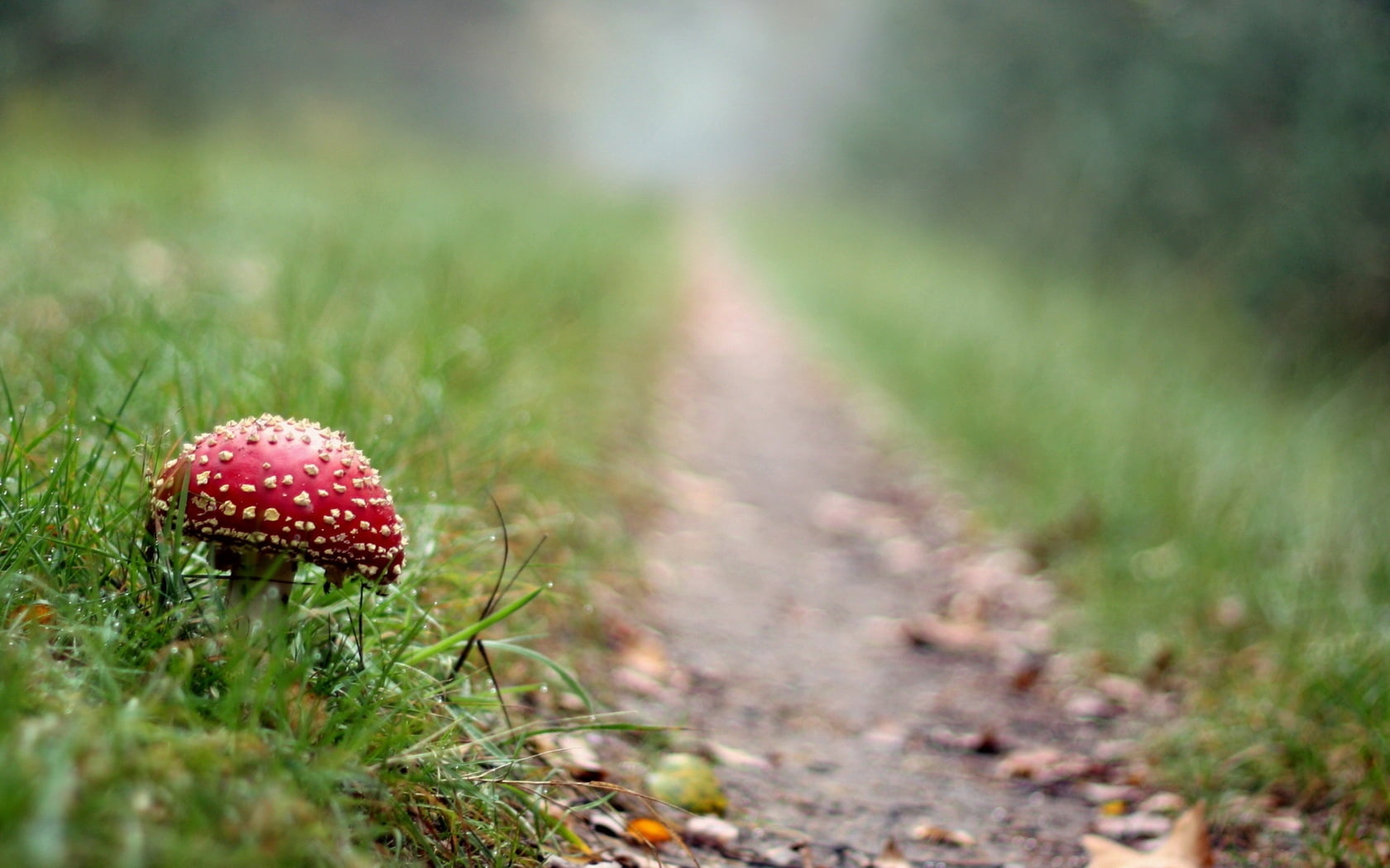 mushroom, day, amanita Parcivolvata, fly agaric, fly Agaric Mushroom, red, summer, plant, nature, meadow, 720P, footpath, season, poisonous, beauty In Nature, HD Wallpaper