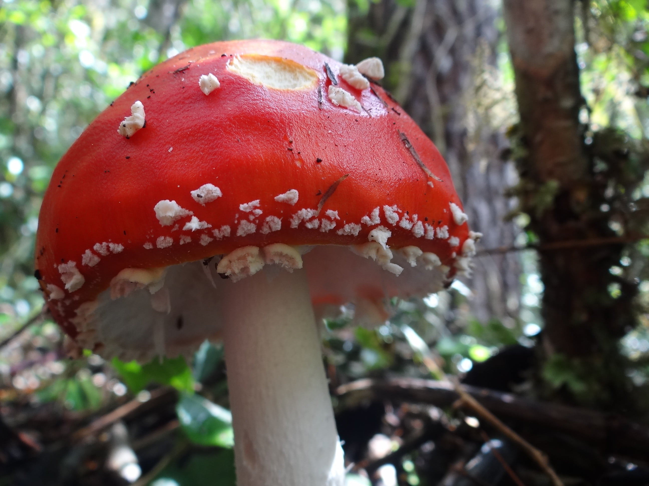 autumn, moss, edible mushroom, tree, mushroom, red, amanita Parcivolvata, day, vegetable, landscape, forest, fungus, no people, plant, 2K, close-up, food, HD Wallpaper