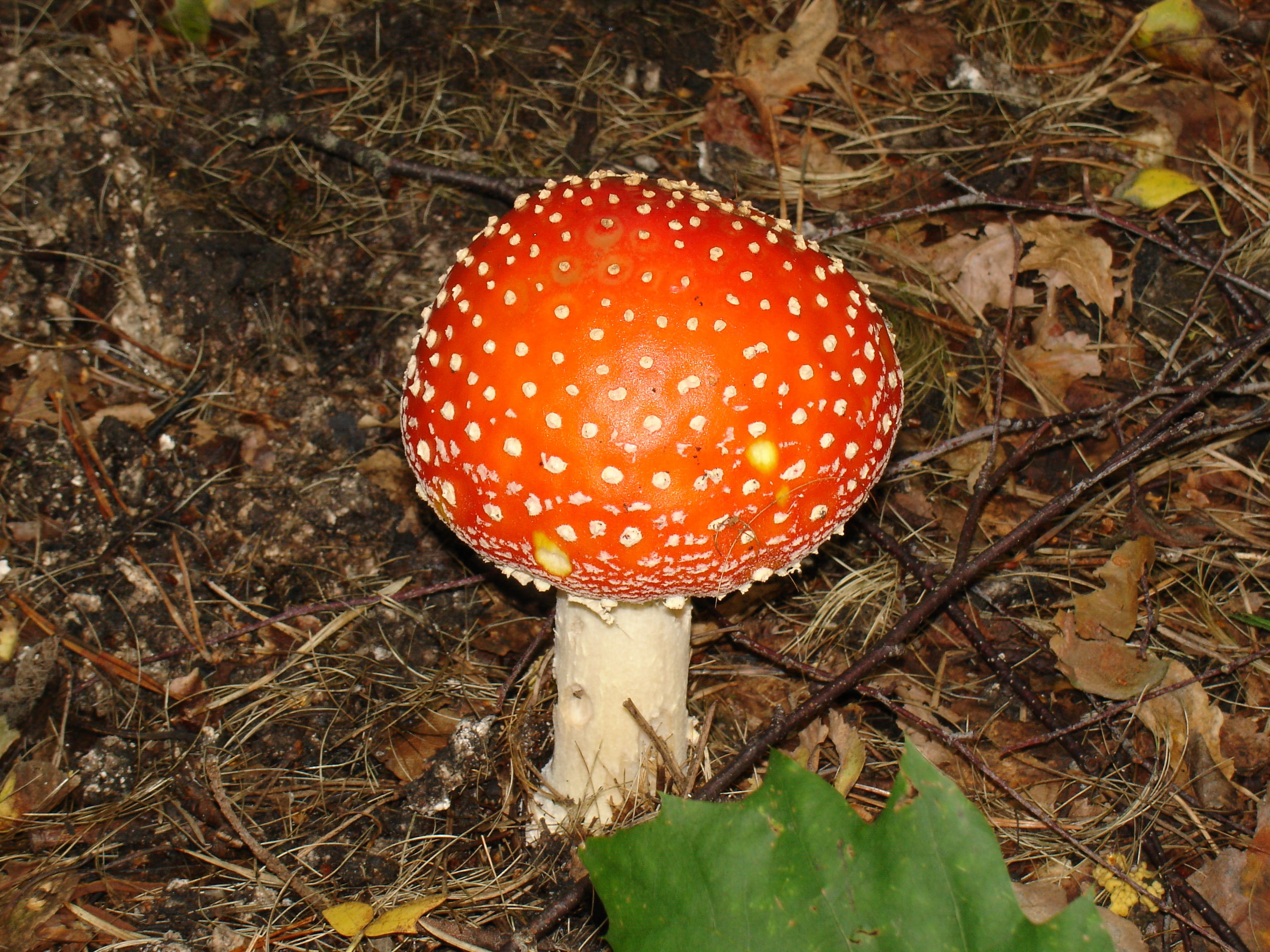 outdoors, forest, field, autumn, land, food and drink, plant, close-up, poisonous, high angle view, spotted, mushroom, nature, toadstool, fly Agaric Mushroom, HD Wallpaper