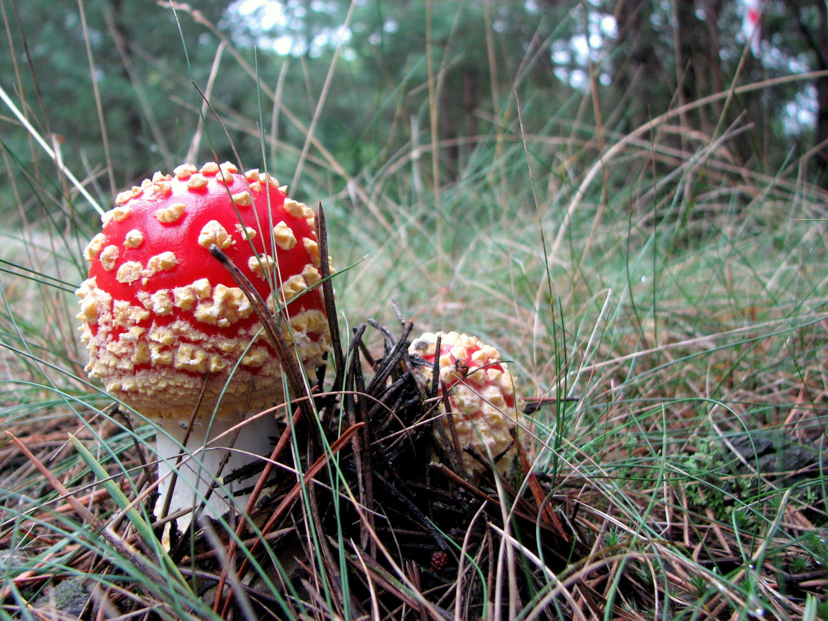 fly Agaric Mushroom, season, growth, plant, beauty in nature, poisonous, no people, toxic Substance, poisonous mushrooms, focus on foreground, 2K, autumn, HD Wallpaper