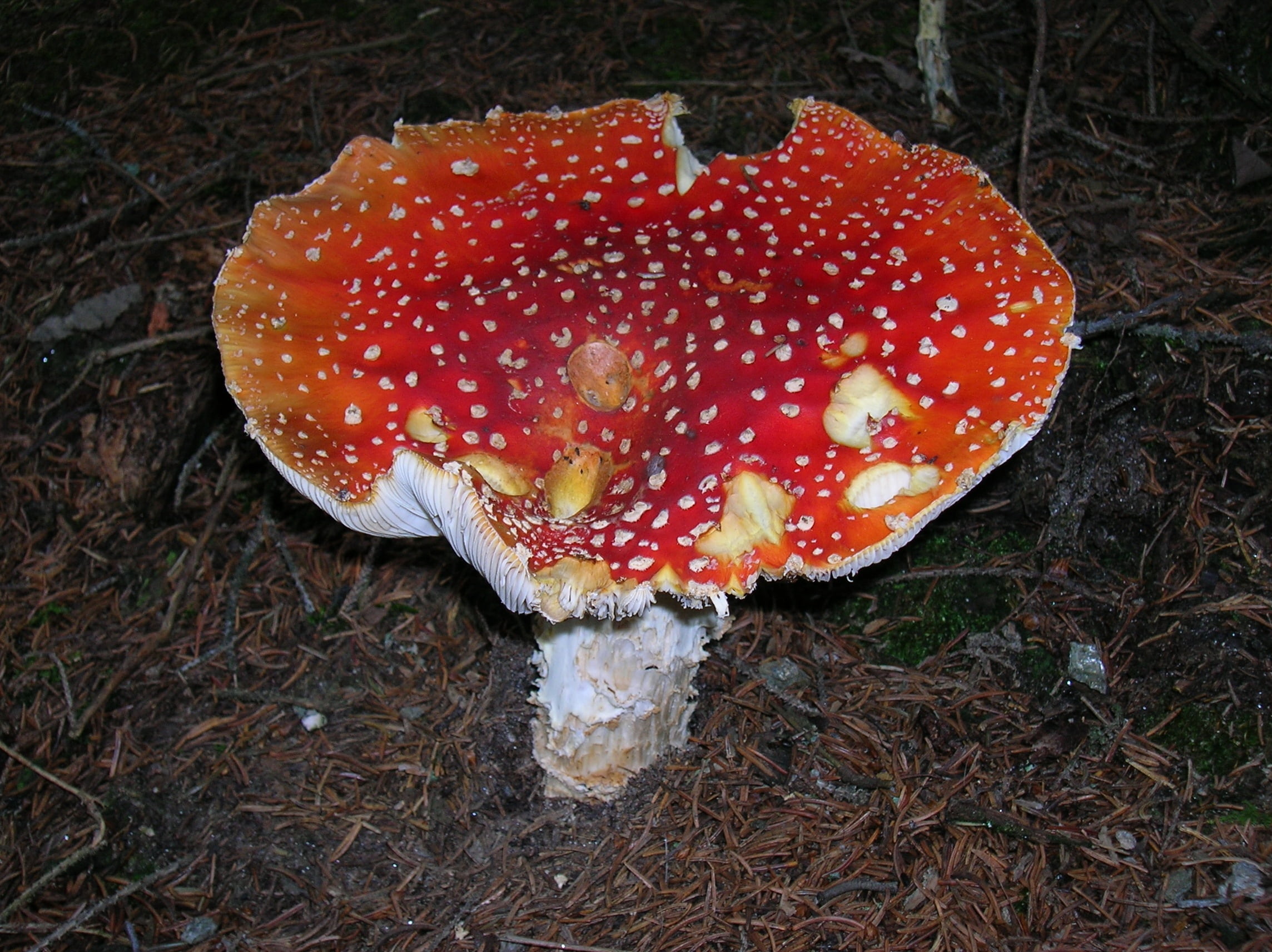 food and drink, land, freshness, poisonous, close-up, no people, food, mushroom, growth, 1080P, fungus, autumn, vegetable, amanita Parcivolvata, outdoors, HD Wallpaper