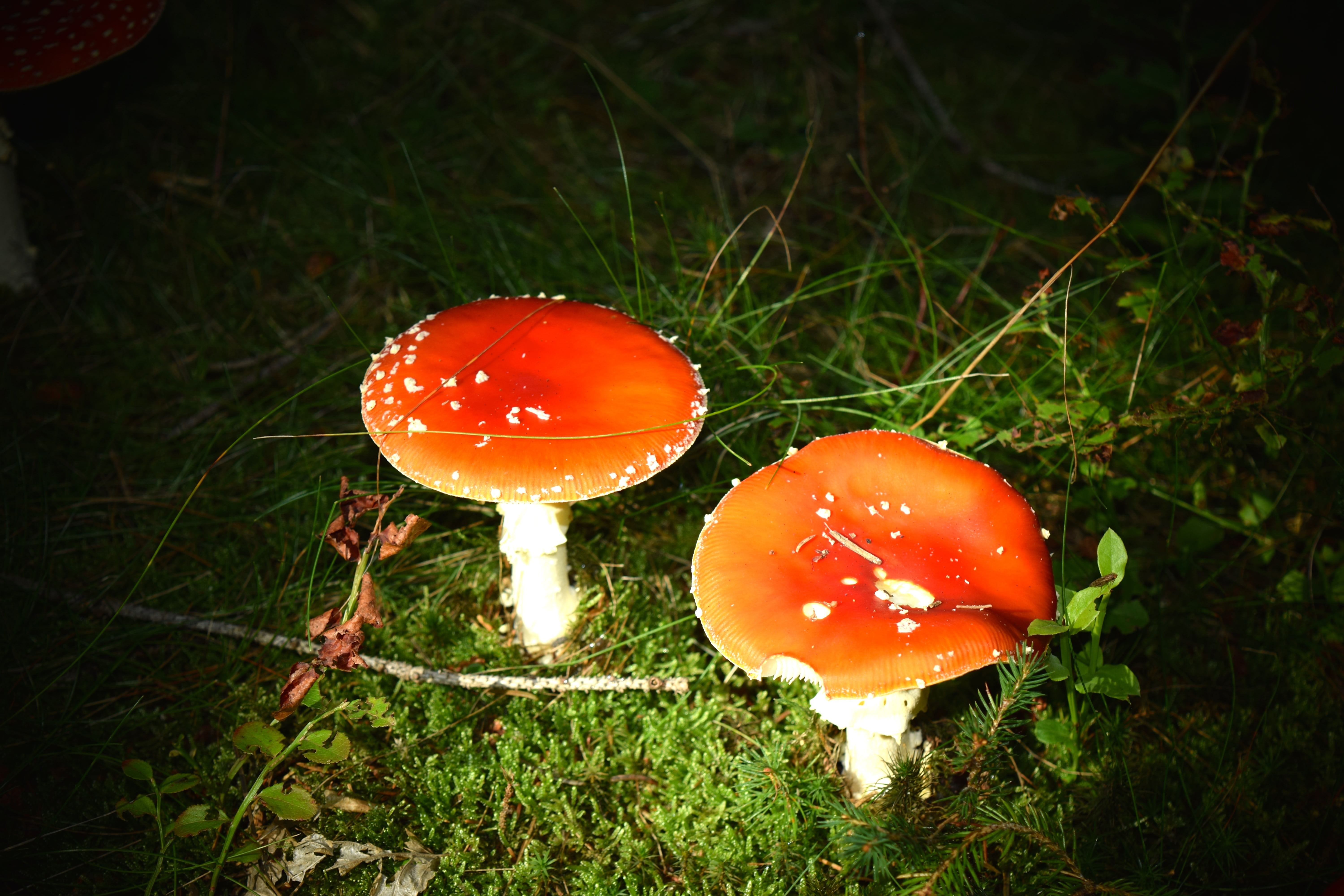 forest floor, 5K, spotted, land, field, fly agaric, gift, season, poisonous, hidden, outdoors, amanita Parcivolvata, nature, toxic Substance, day, beauty in nature, HD Wallpaper