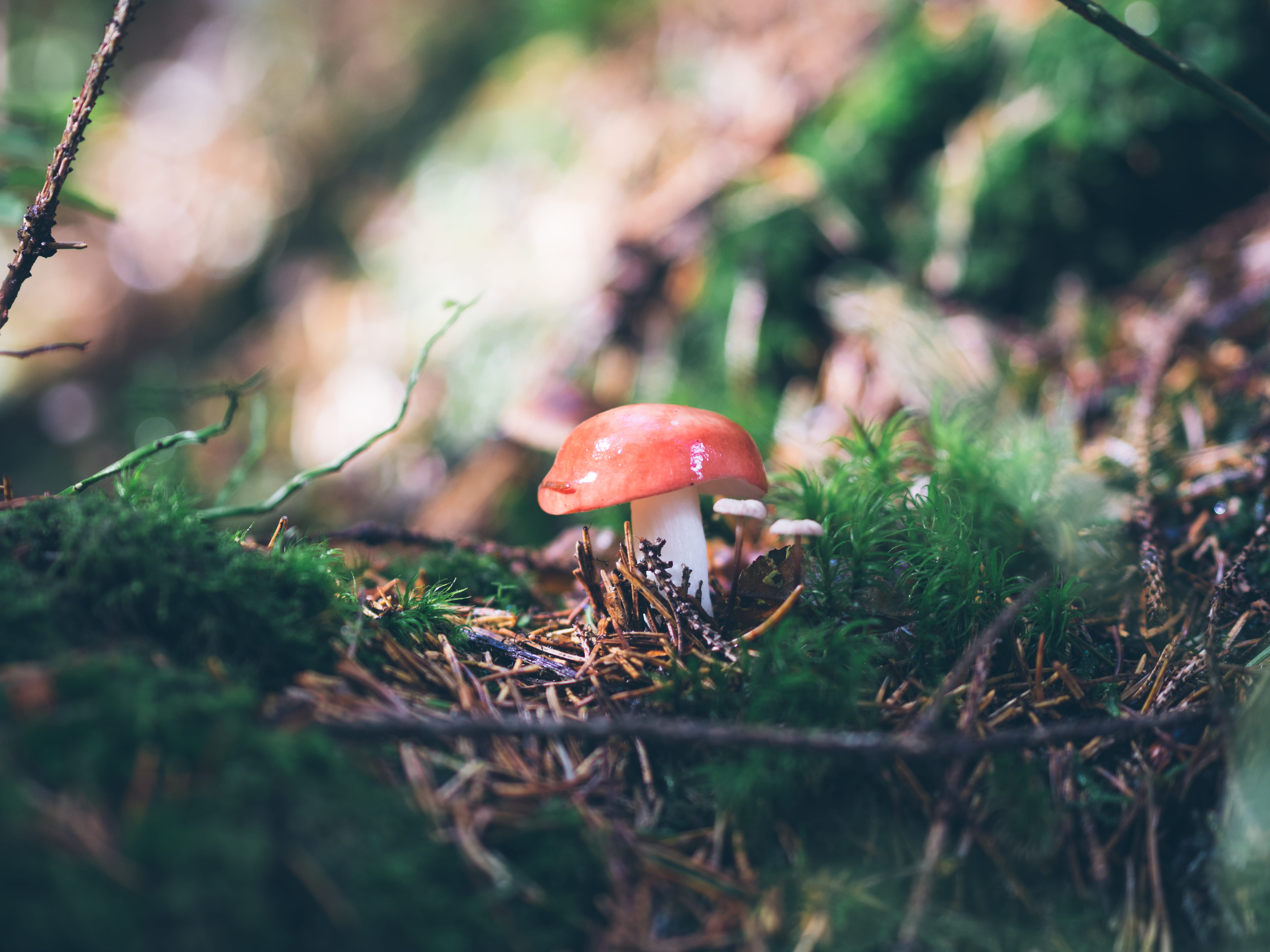 selective, moss, mushroom, cap, autumn, green, fly, poisonous, leaves, 5K, agaric, plant, fly Agaric Mushroom, forest, fungi, grass, uncultivated, woodland, HD Wallpaper