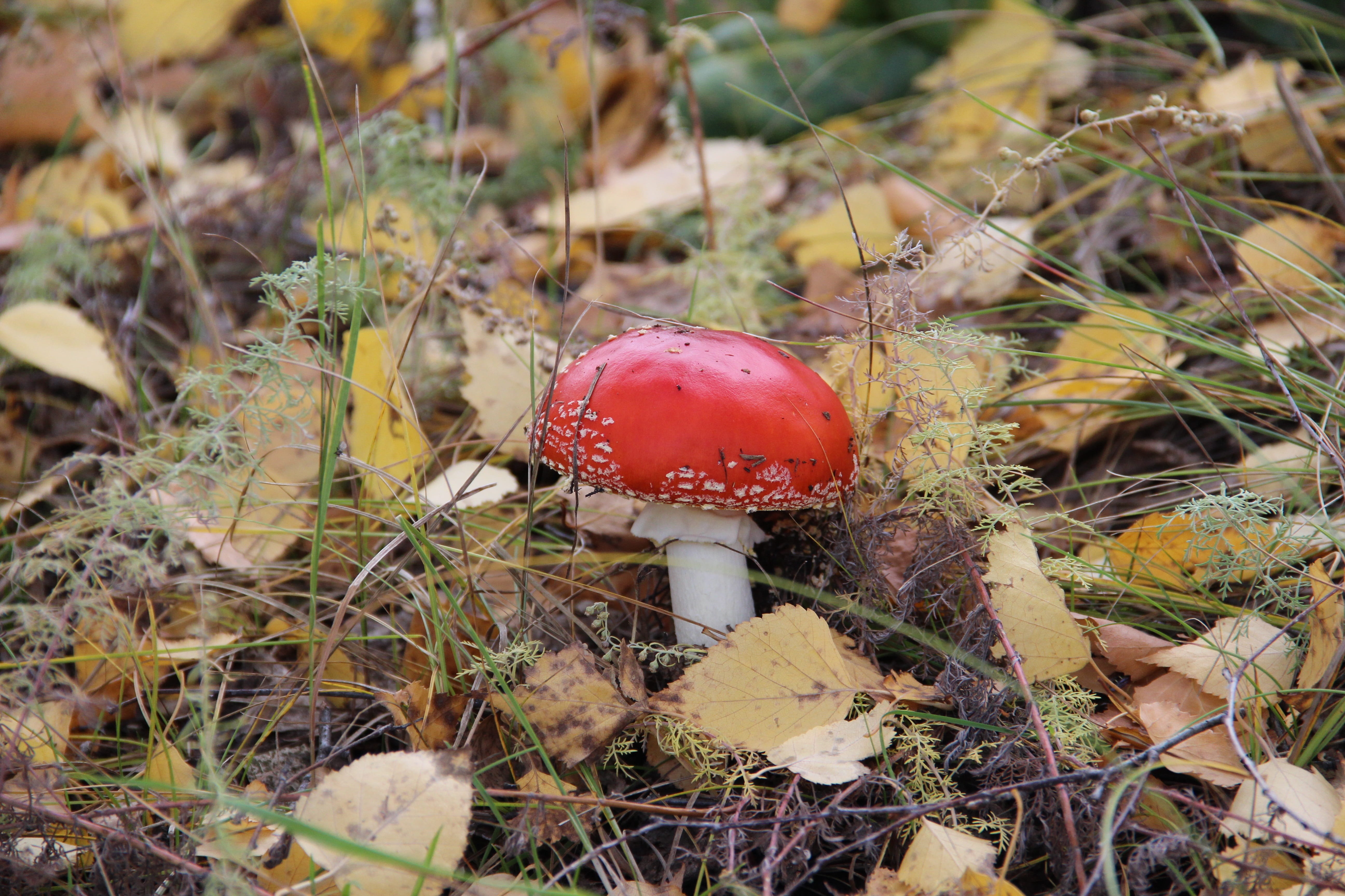 forest, close-up, Autumn, season, muhamor, fungus, field, moss, toxic Substance, toadstool, beauty in nature, red, grass, growth, uncultivated, poisonous, HD Wallpaper