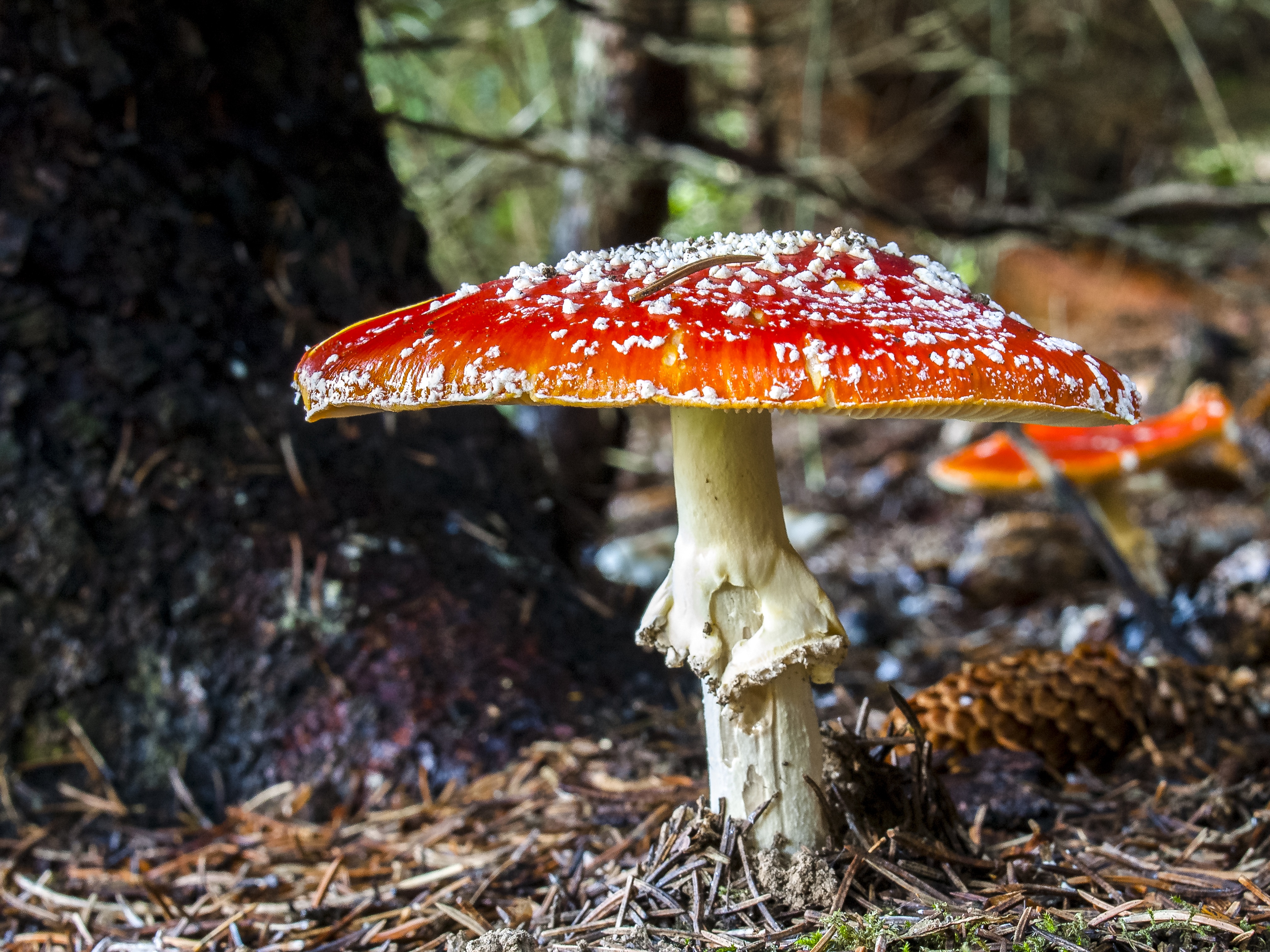 day, 4K, outdoors, land, food and drink, close, growth, food, no people, fly agaric, woodland, field, tree, season, freshness, leaf, nature, photo, focus on foreground, HD Wallpaper